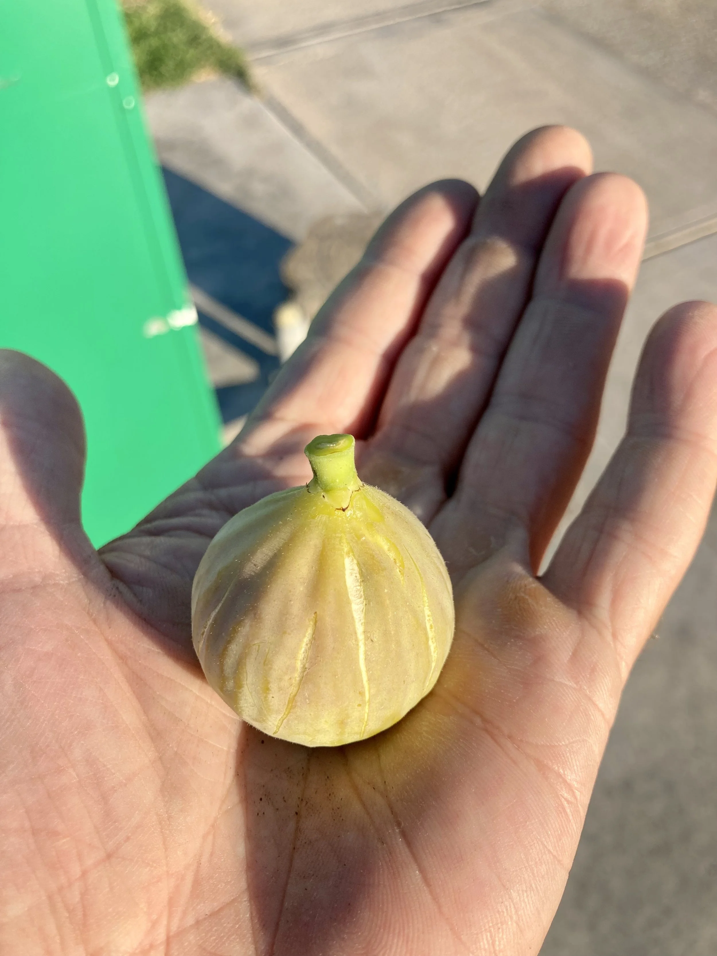 Herbstfeigen Kreta Fundfeige #4