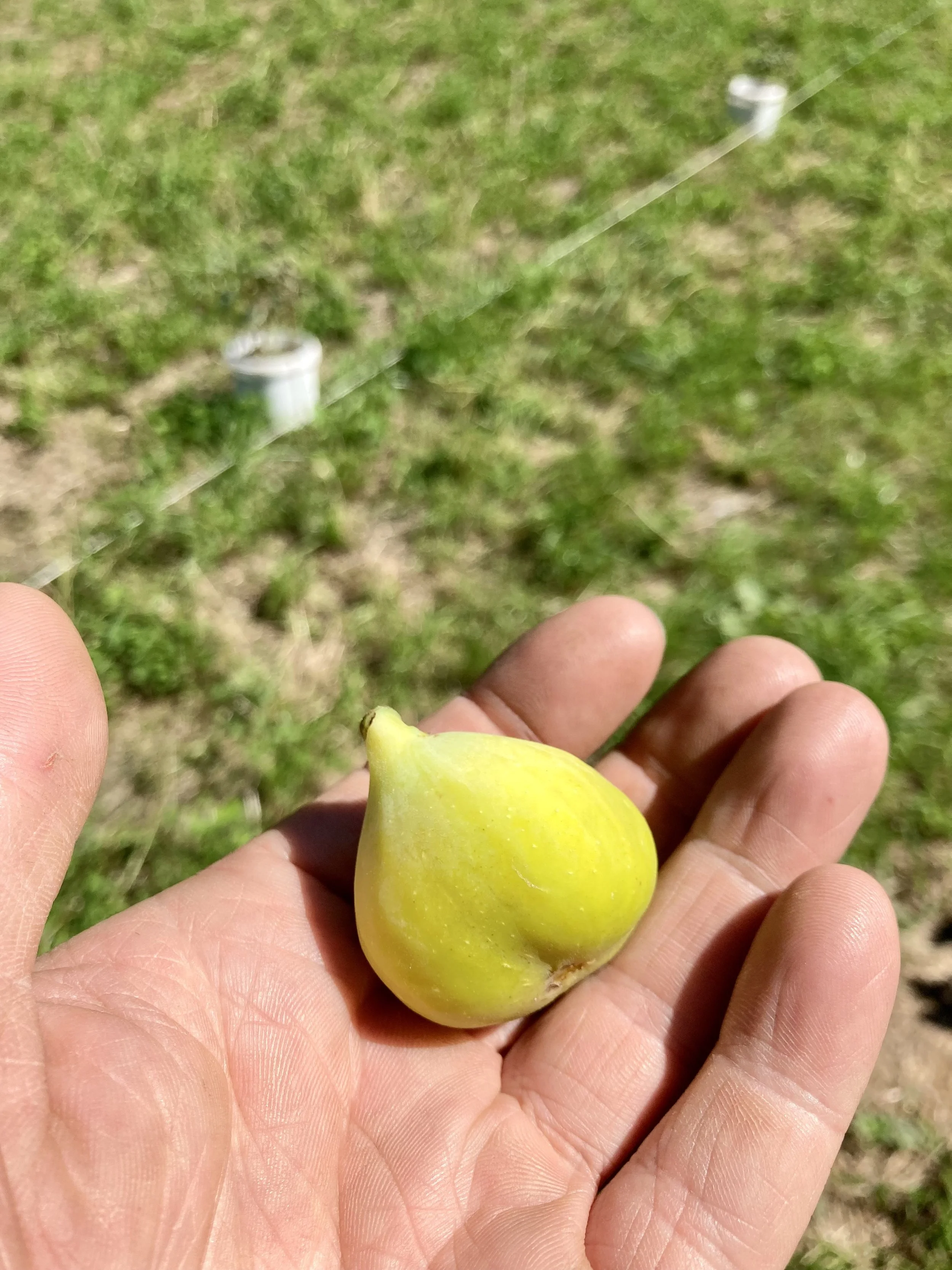 Herbstfeige Wuppertal