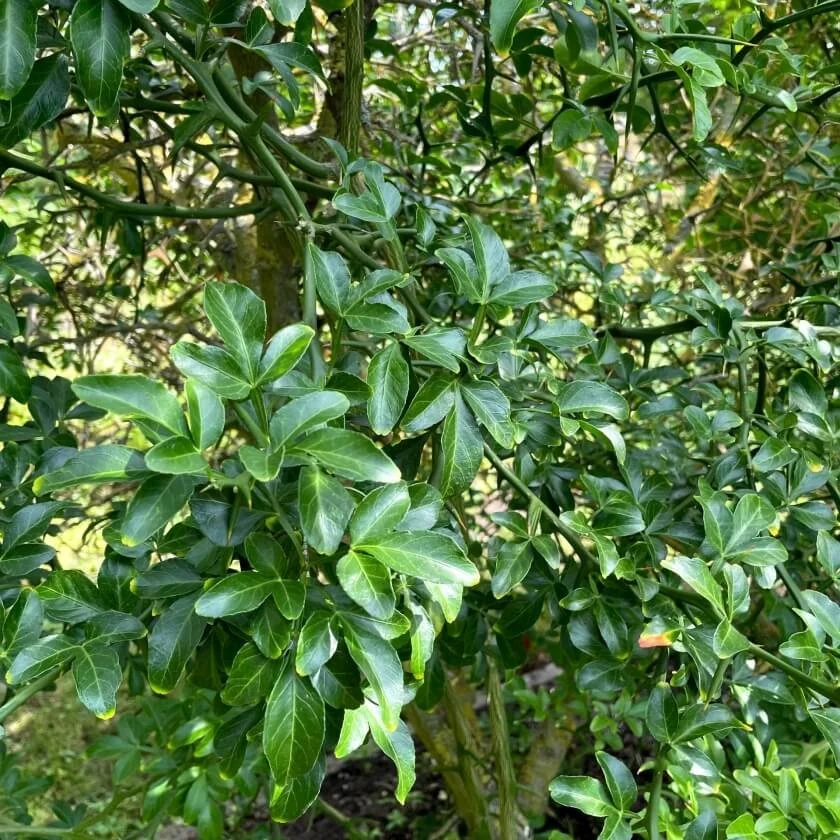 bitterorange-poncirus-trifoliata--5954-840sq.jpg