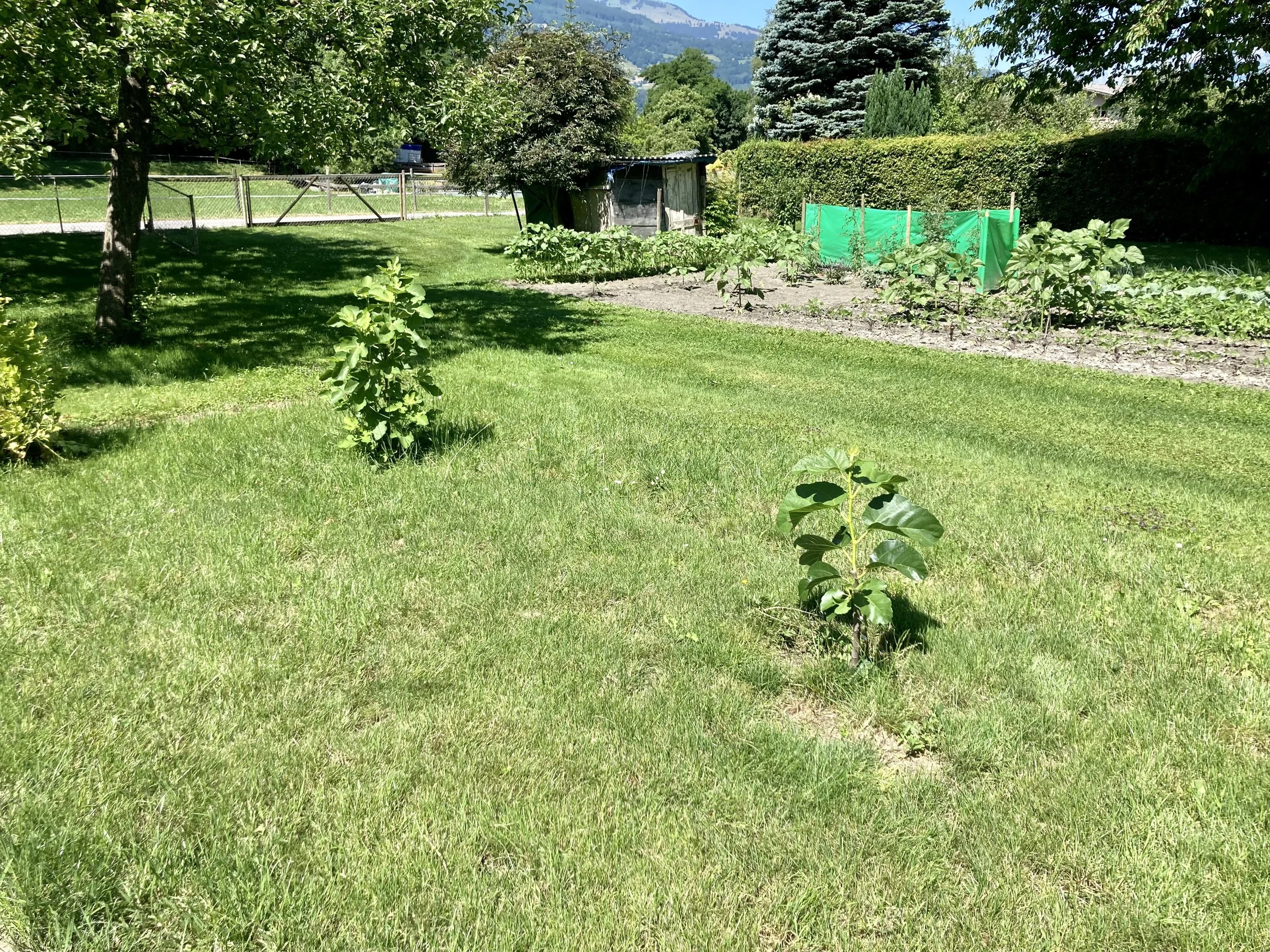 ausgefplanzte Feigen in Vaduz (Masui dauphine und Gökhans grüne)
