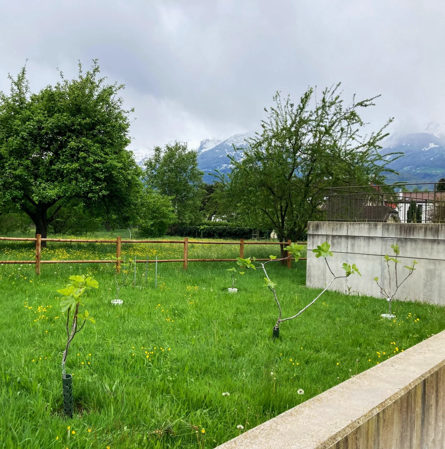 Feigenpflanzung in Schaan