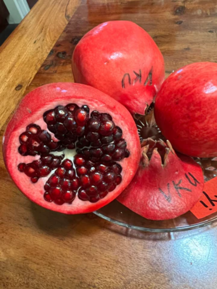 Screenshot 2025-05-07 at 17-40-35 POMEGRANATES MainStreetTrees.png