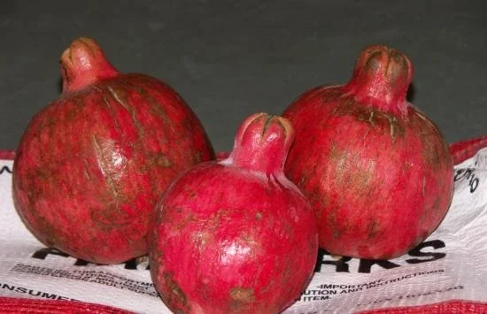 nikitski ranni 1.jpg