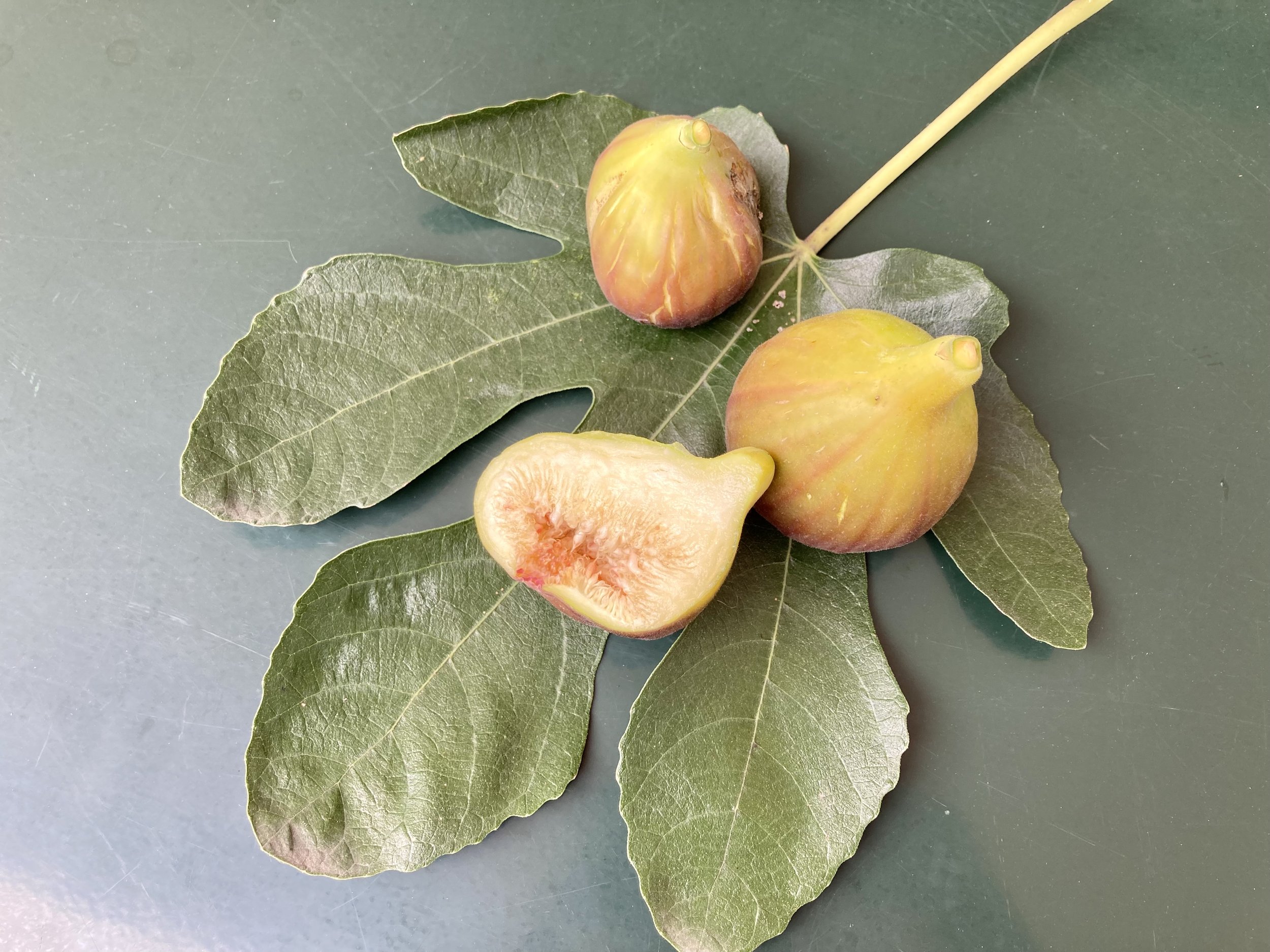 Herbstfeige Fundfeige Balzers