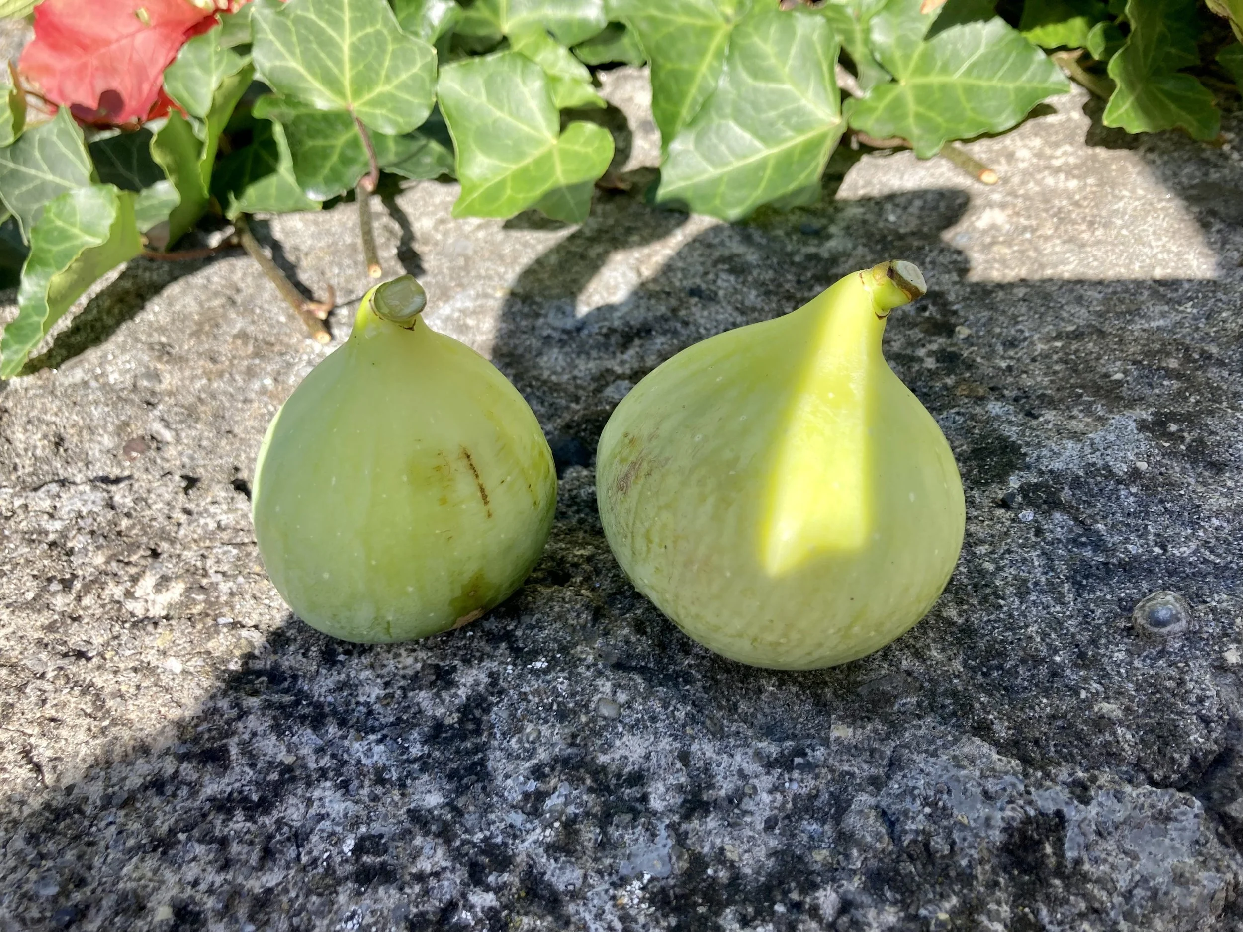 Herbstfeige Fundfeige Hintere Gasse