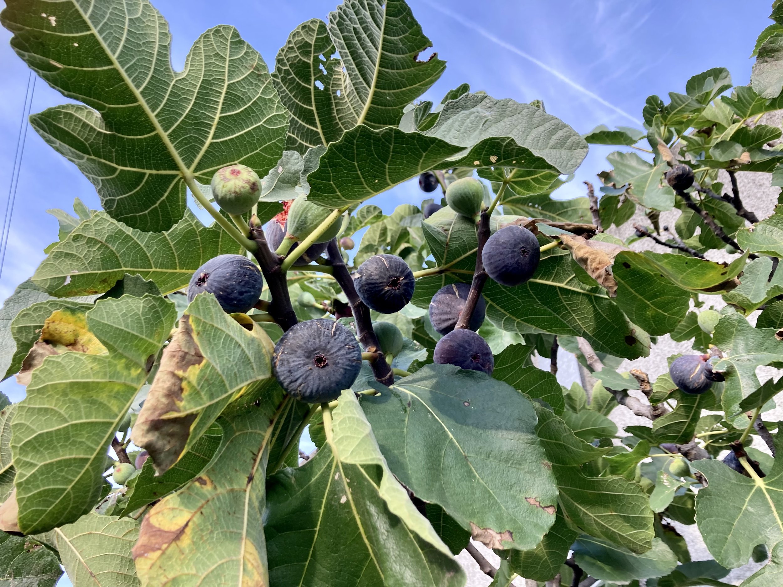 Herbstfeigen Pastilière