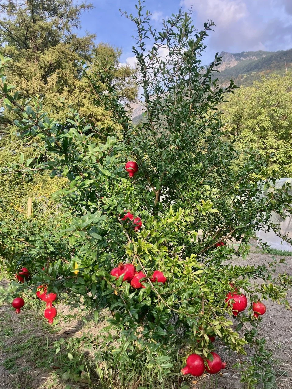 IMG_5052.jpeg