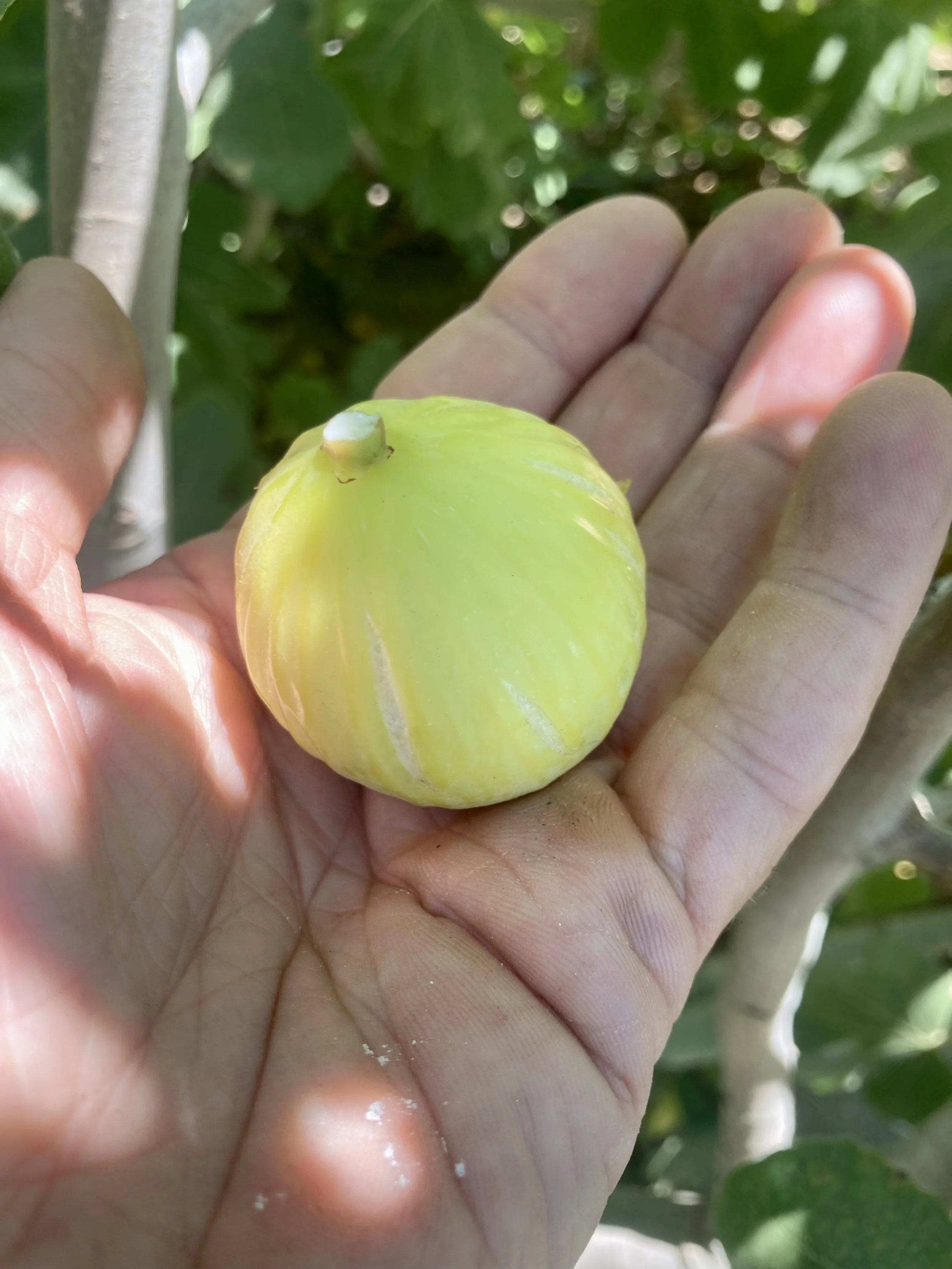 Herbstfeigen Kreta Fundfeige #1