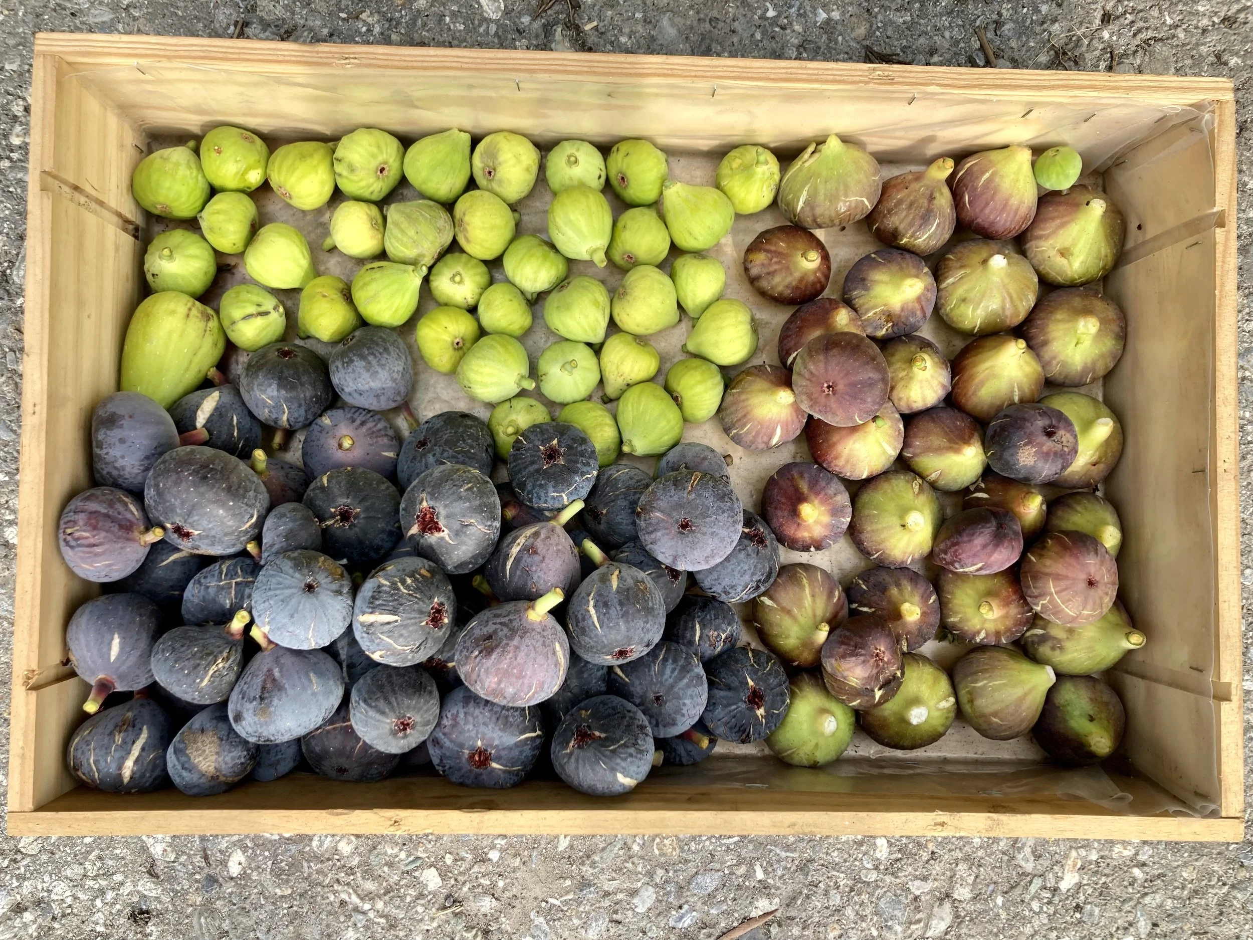 Herbstfeigen (Pastilière, Grise Olivette, und weitere)