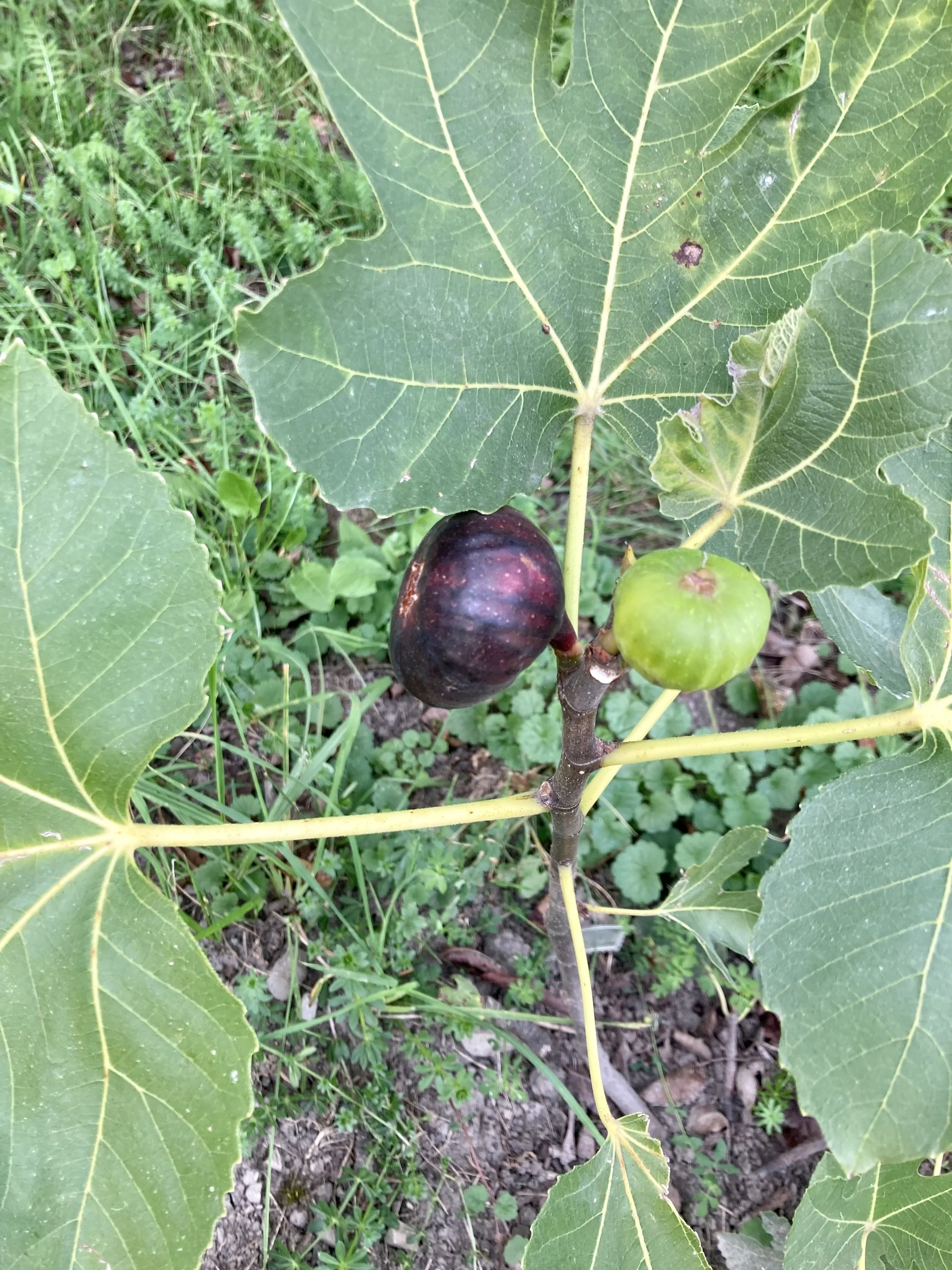 Herbstfeige Grandes Plannes