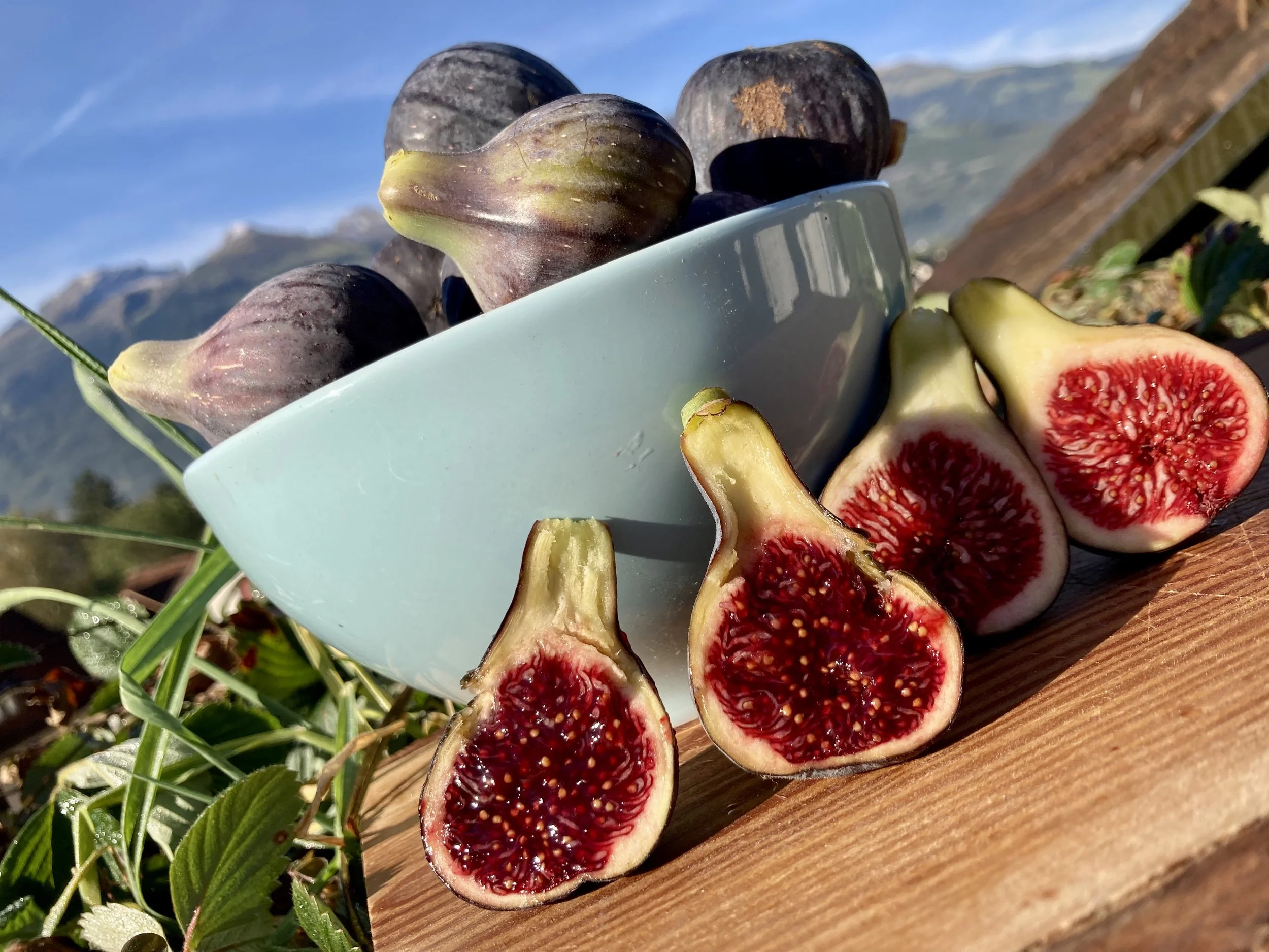 Herbstfeigen Coll de dama negra