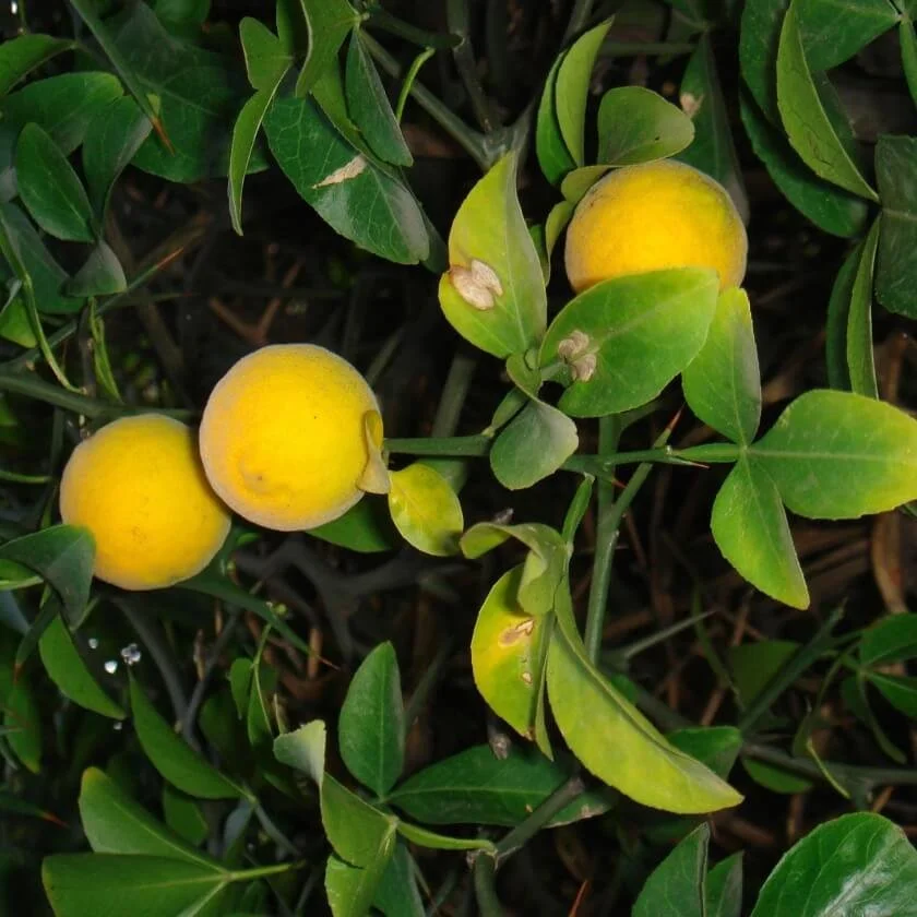 bitterorange-poncirus-trifoliata--18158-840sq.jpg