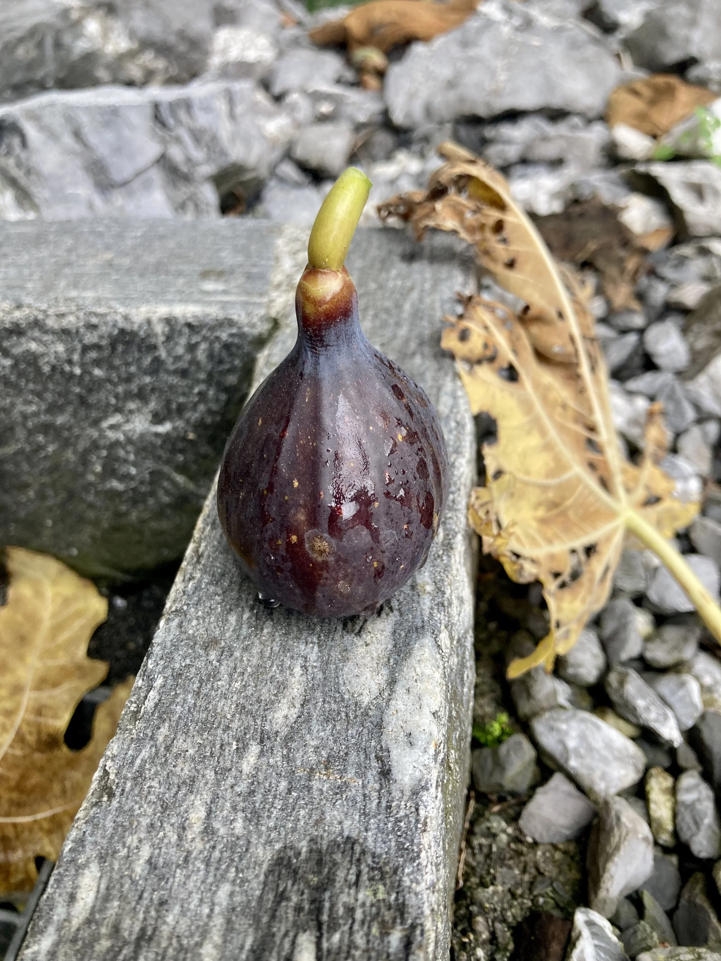 Herbstfeige Hausmeister Fundfeige