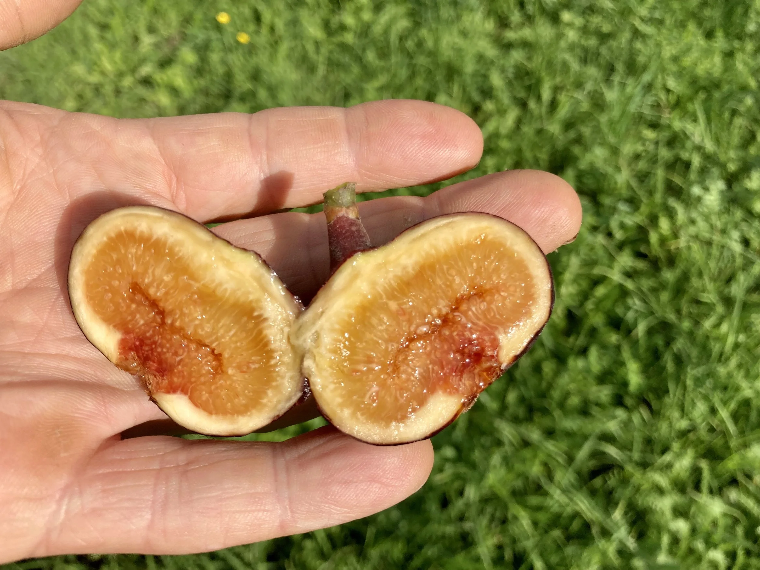 Herbstfeige Grandes plannes