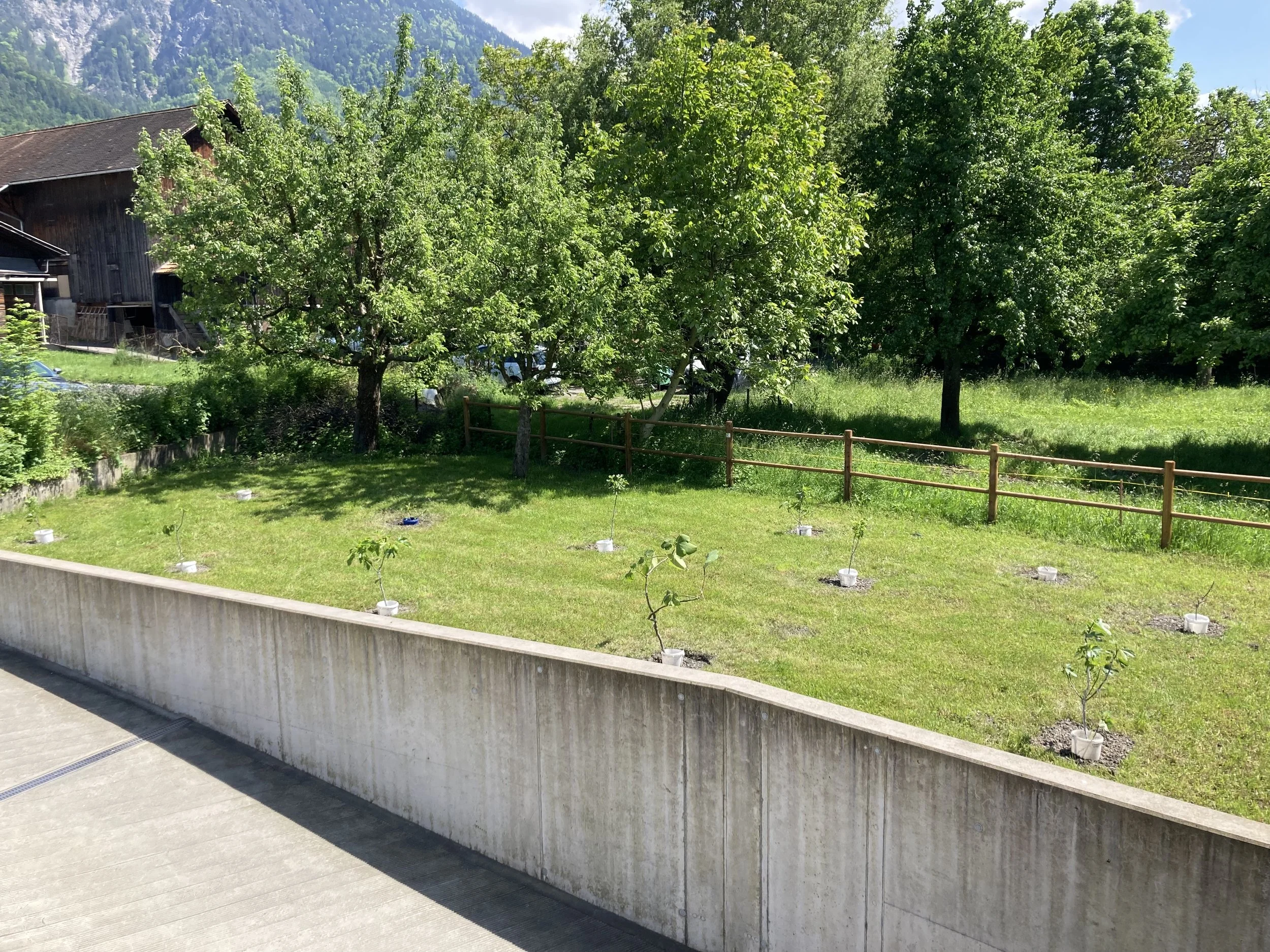 Feigenpflanzung in Schaan