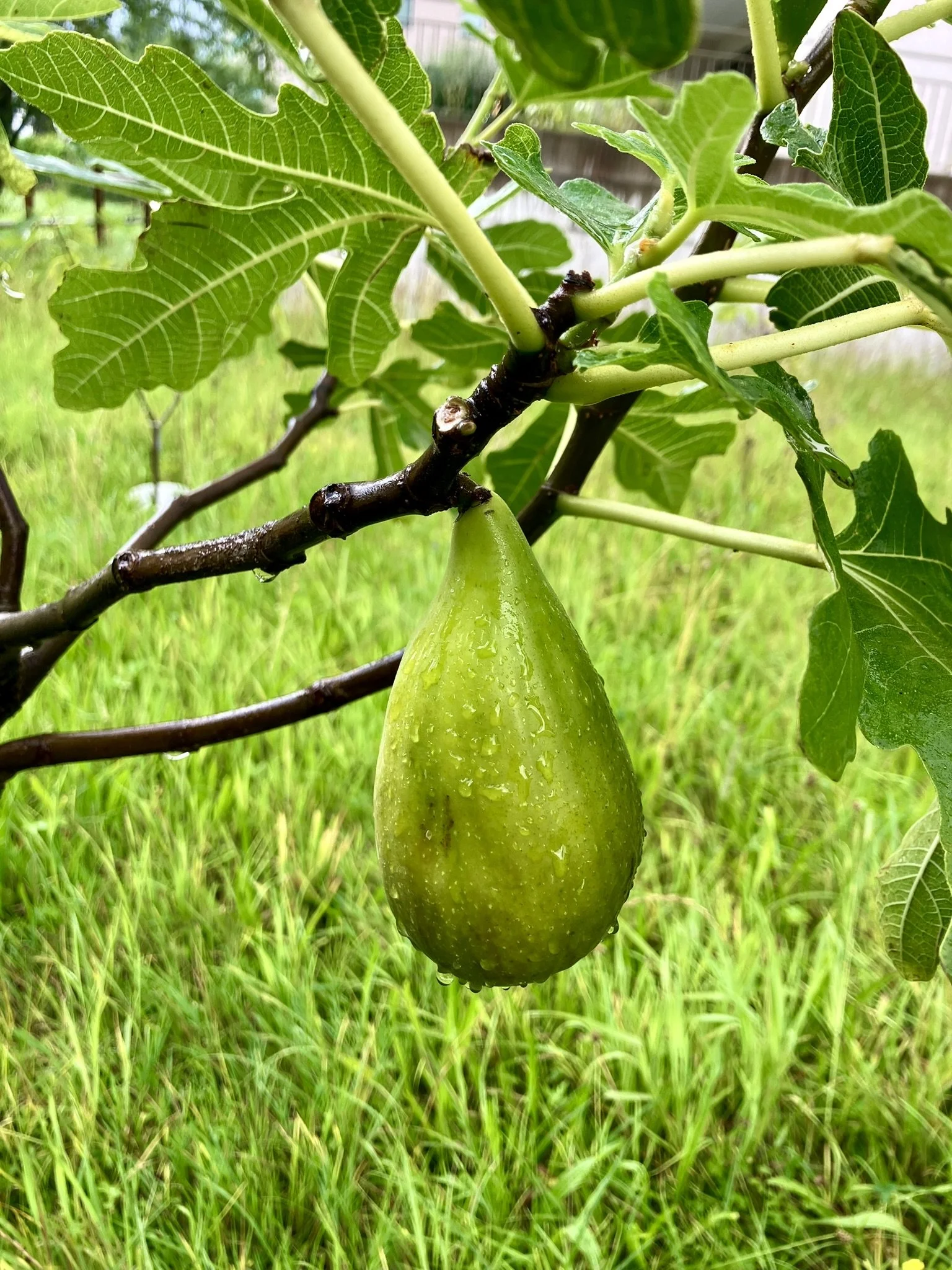 Sommerfeige Dalmatie