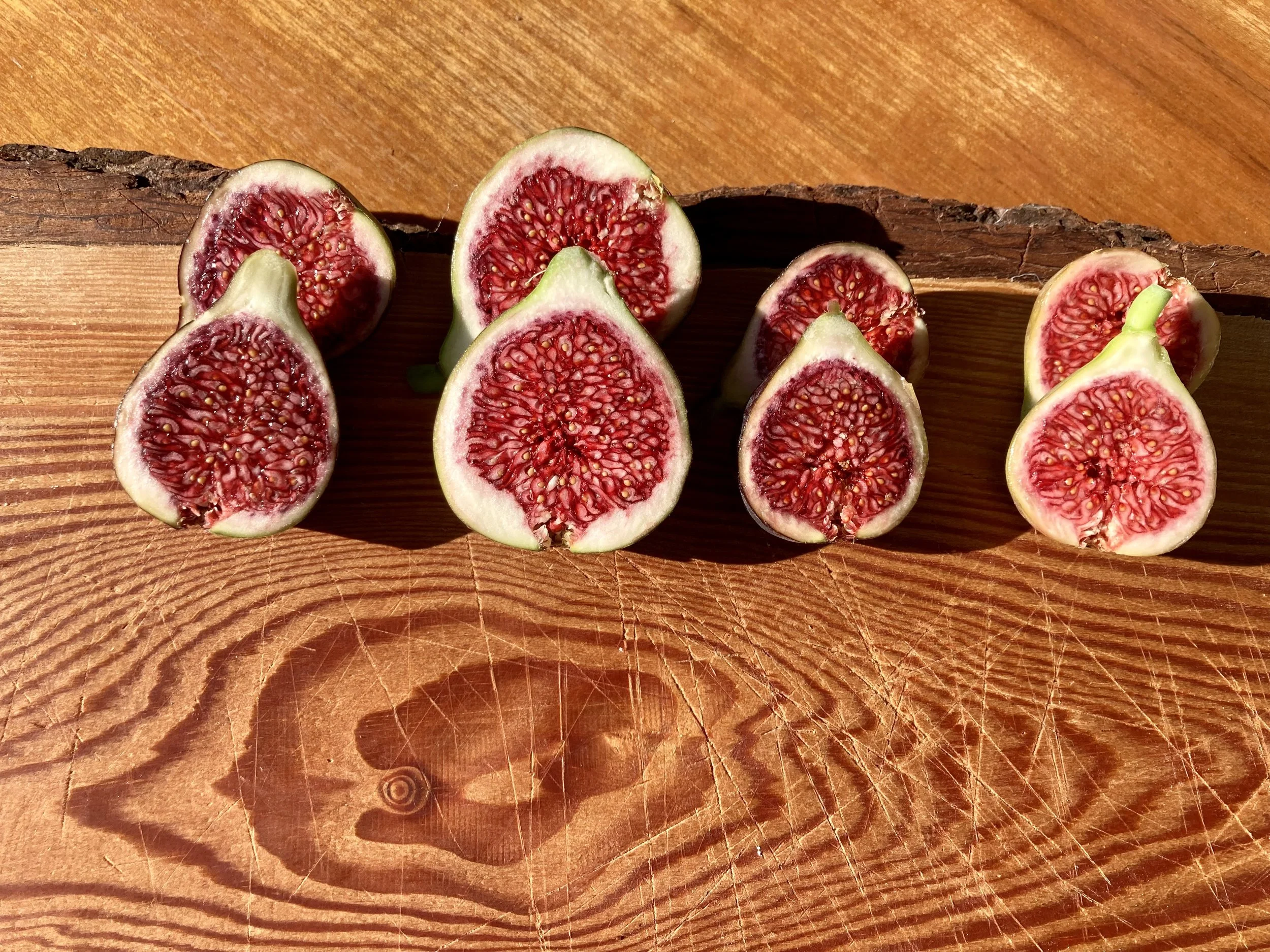 Hausmeisterfeige Buchs