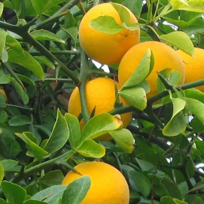 Poncirus-trifoliata_3.jpg