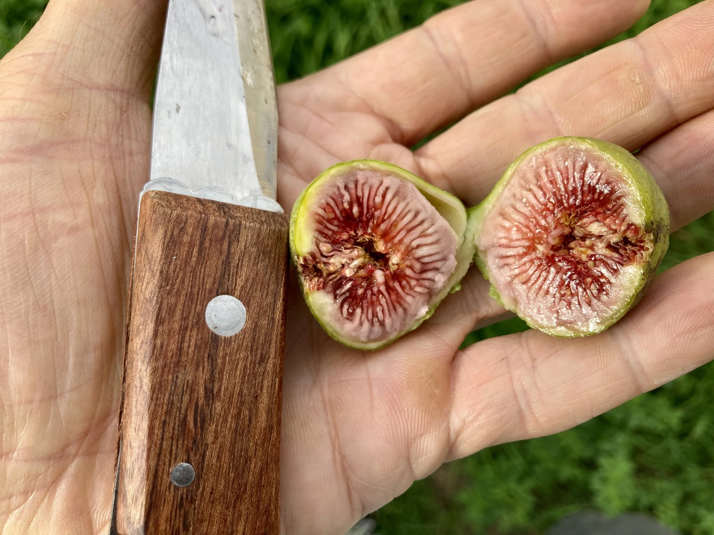 Herbstfeige Ponte tresa #1