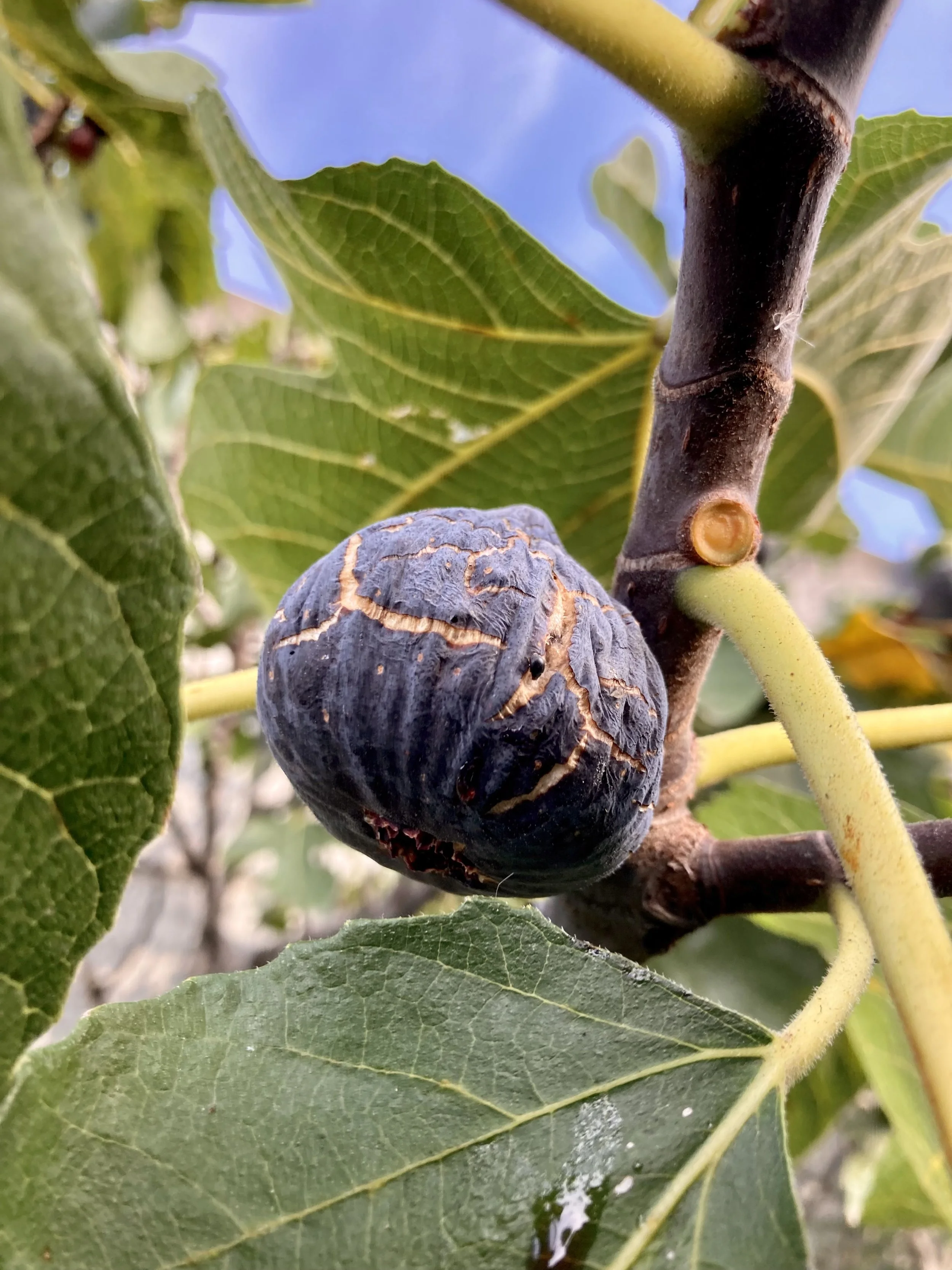 Herbstfeigen Pastilière