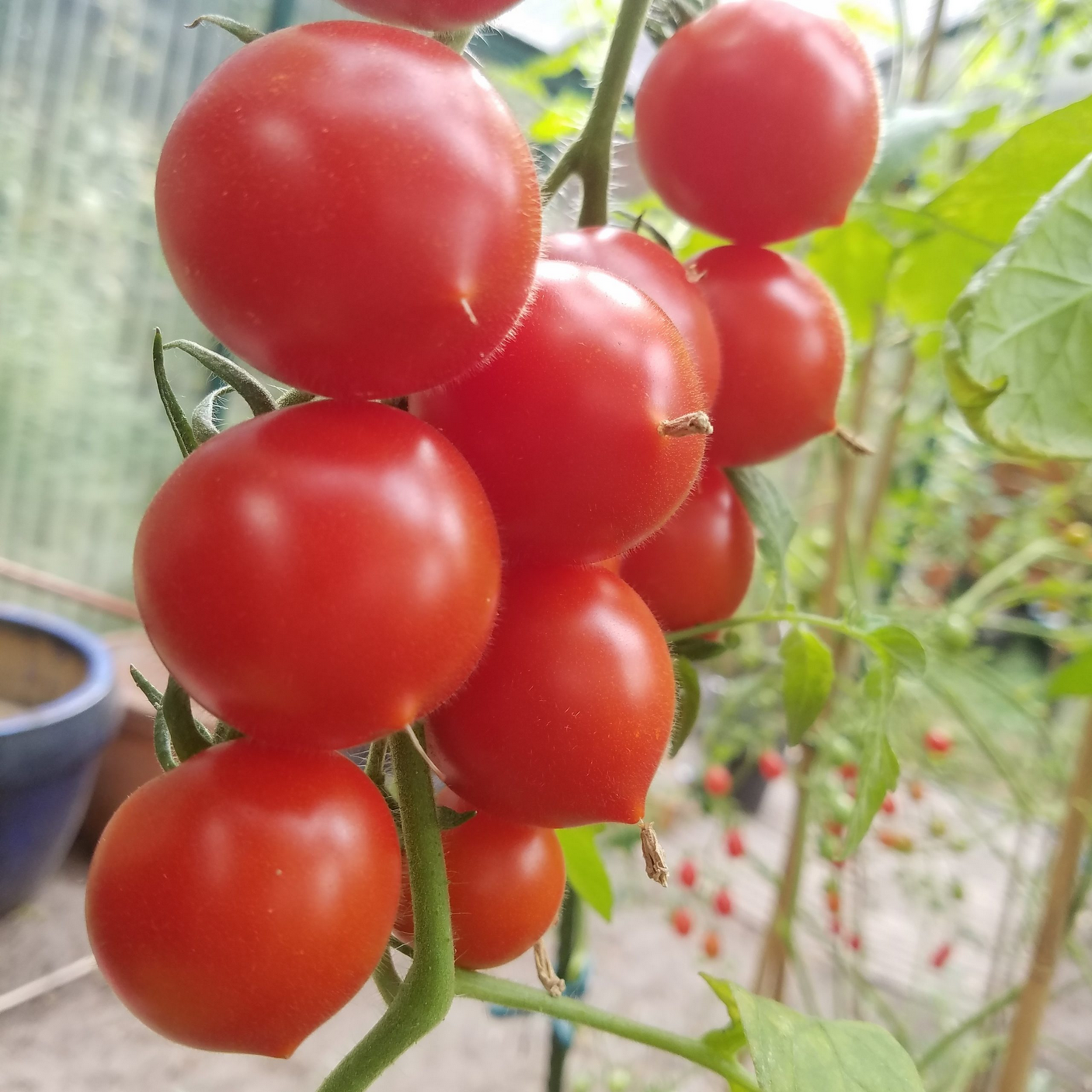 Screenshot 2025-05-04 at 19-18-57 Salat-Tomate 'Ruthje' - Kräuterei - Bioland-Gärtnerei.png