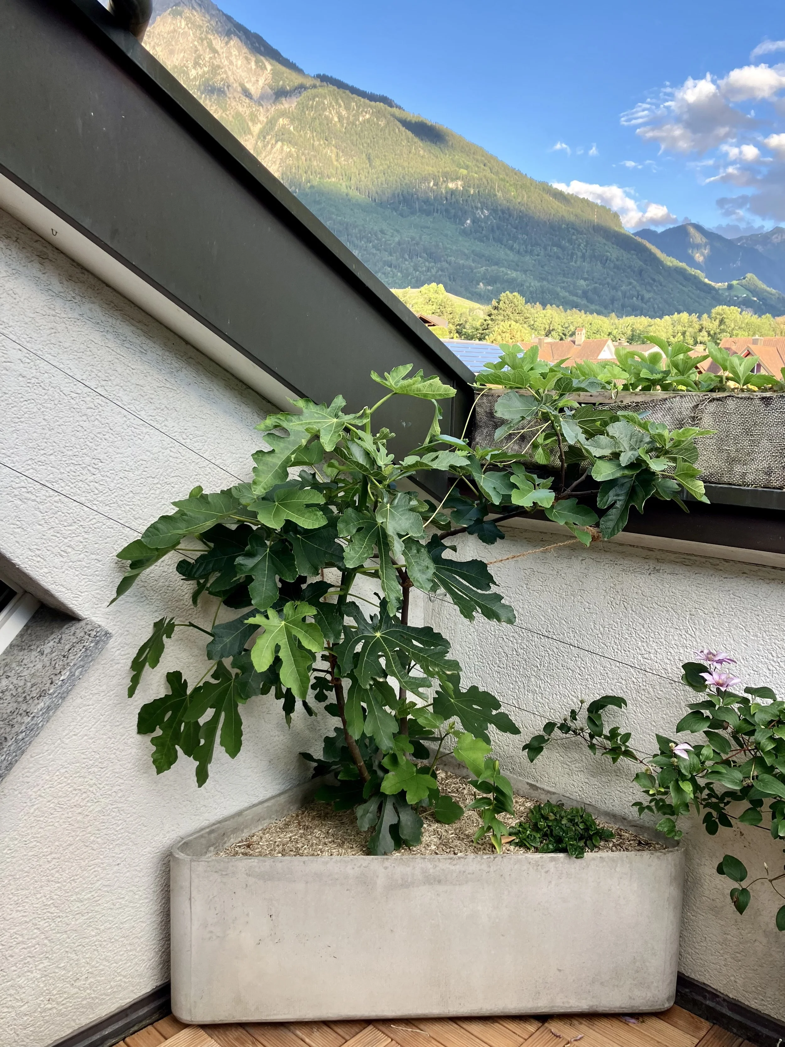 Terrassenfeige "San Mango"