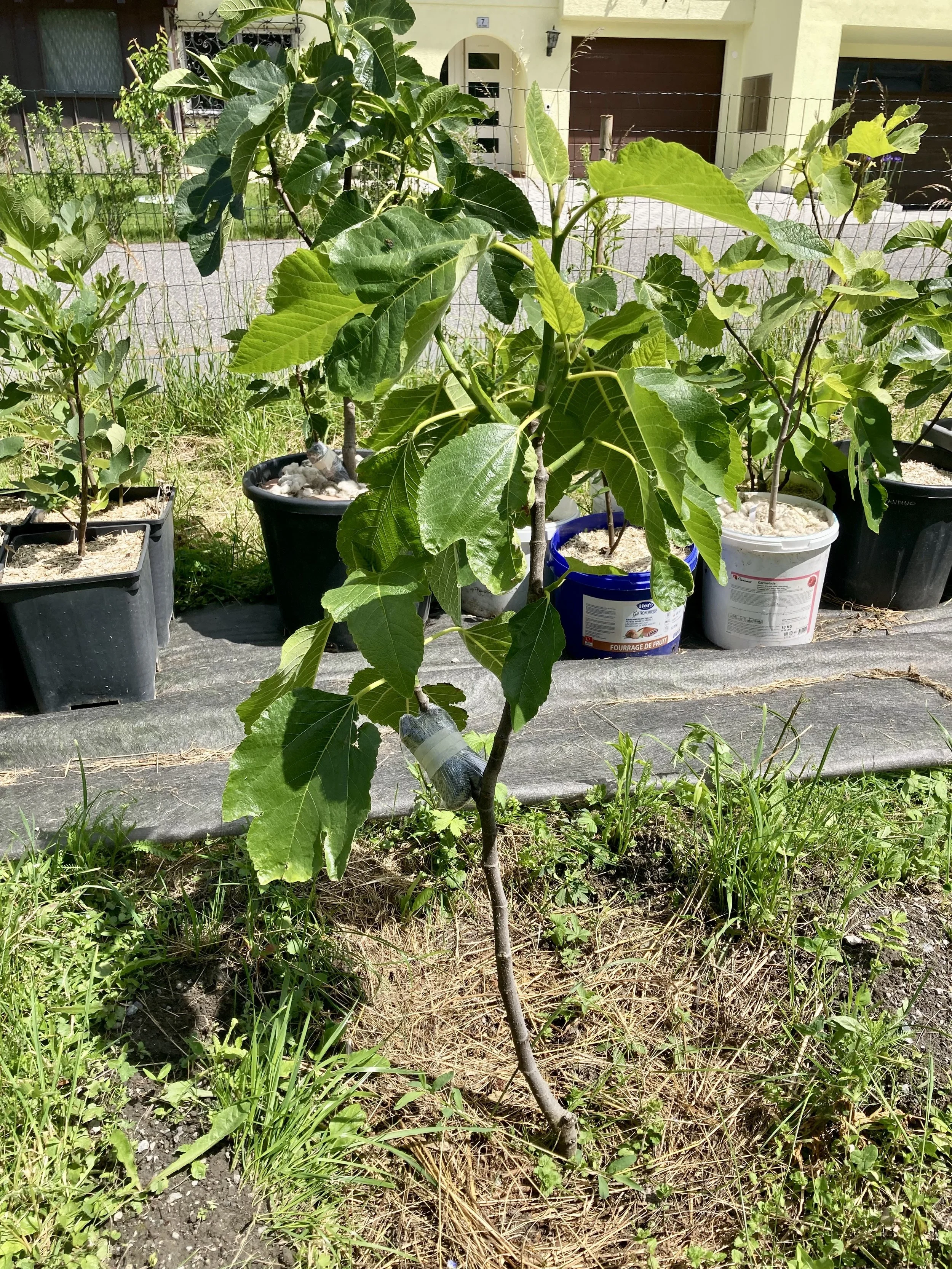 Purple Jordan / Bannu