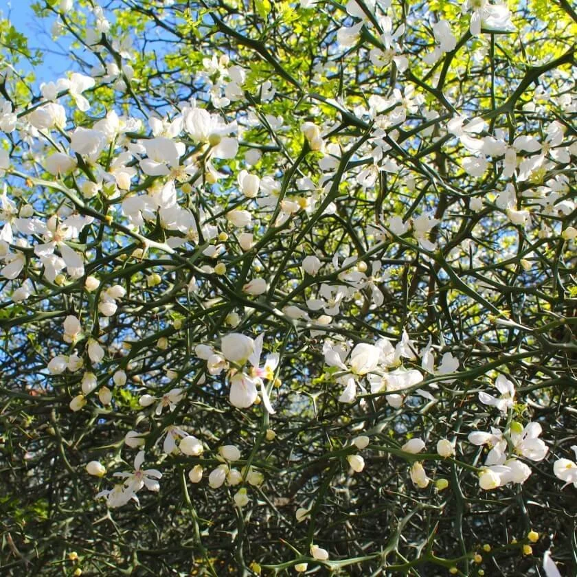 bitterorange-poncirus-trifoliata--18159-840sq.jpg