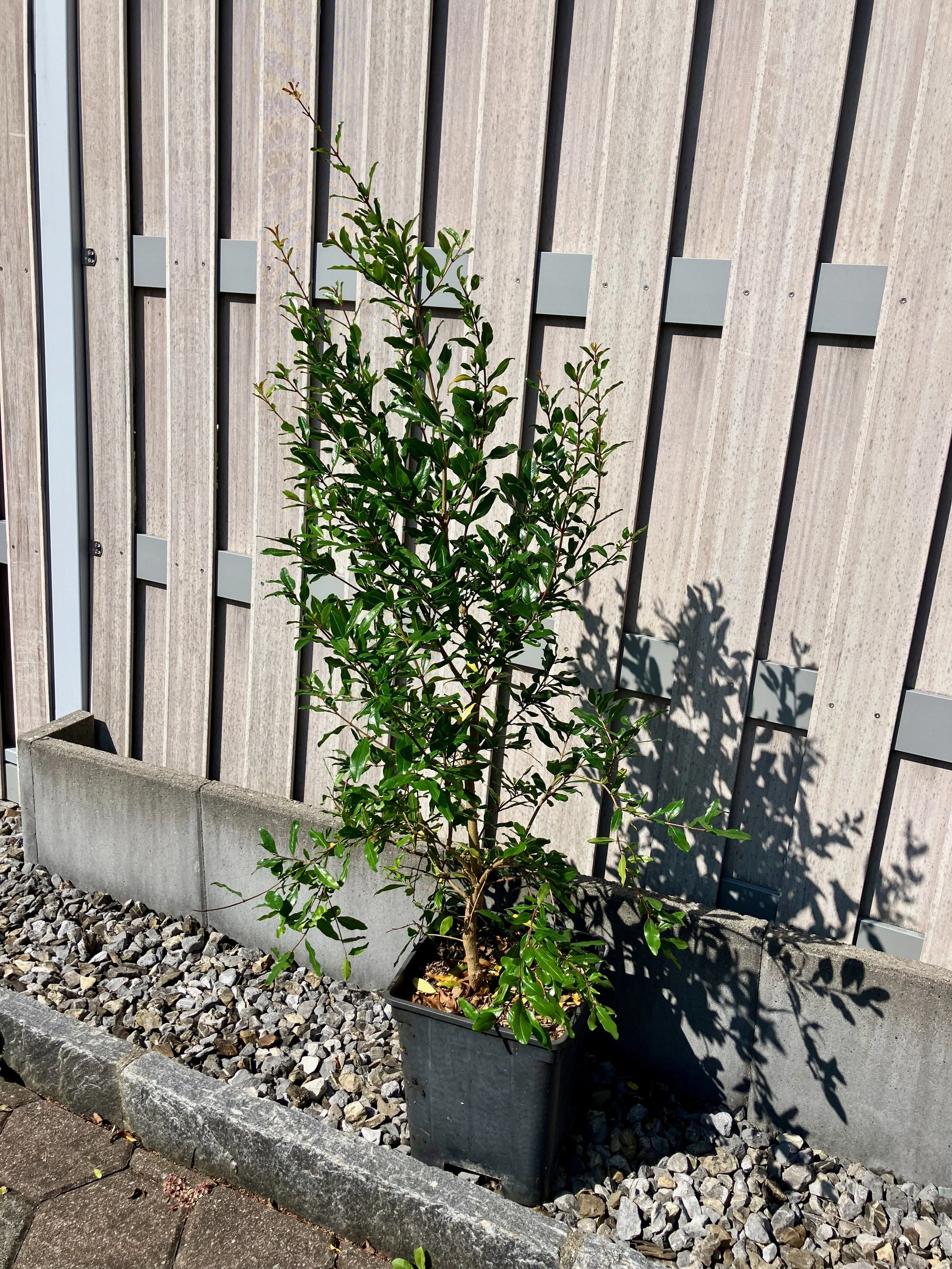 Granatapfelbaum "Vkusnyi"