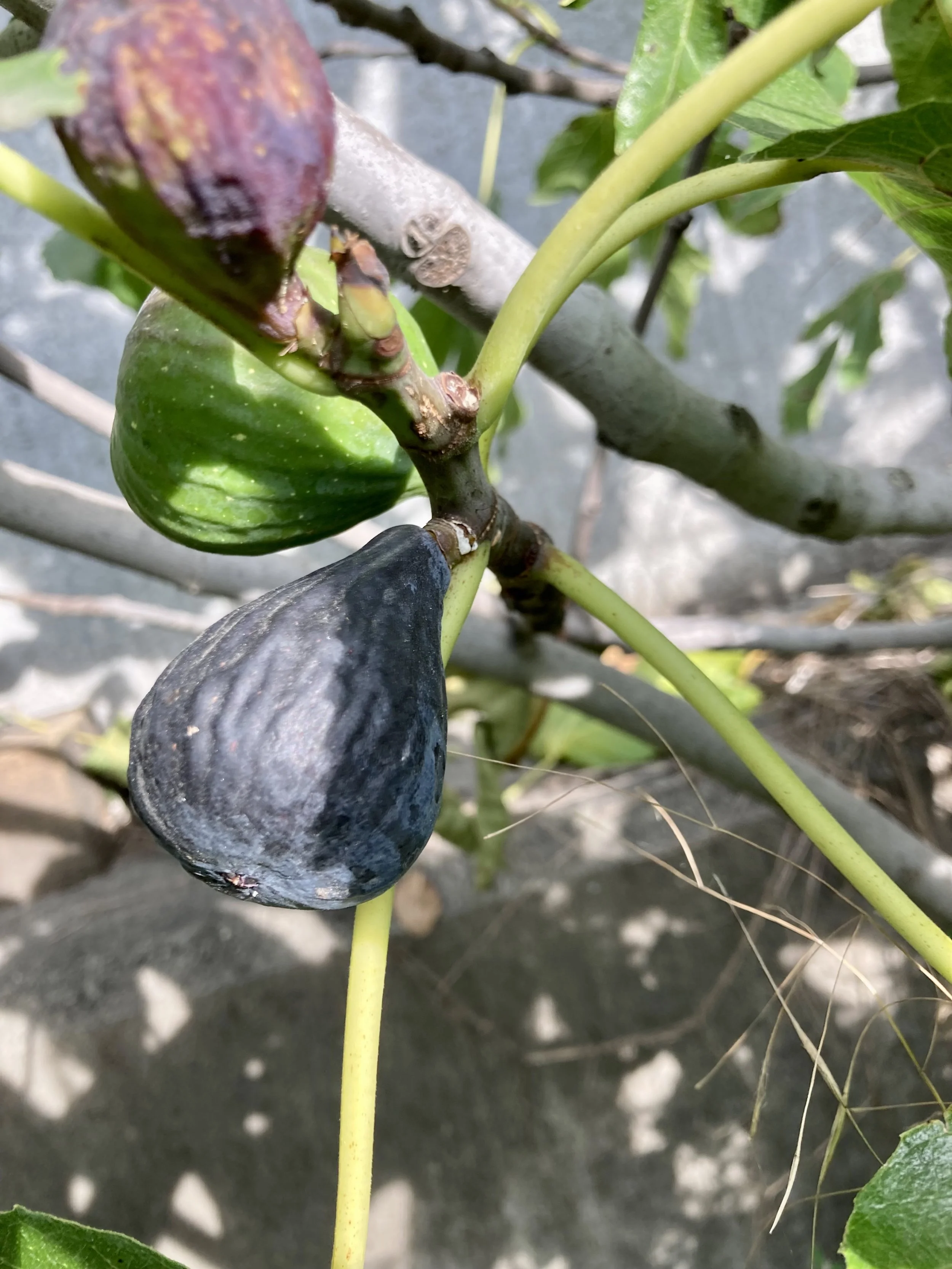 Herbstfeigen Bellone