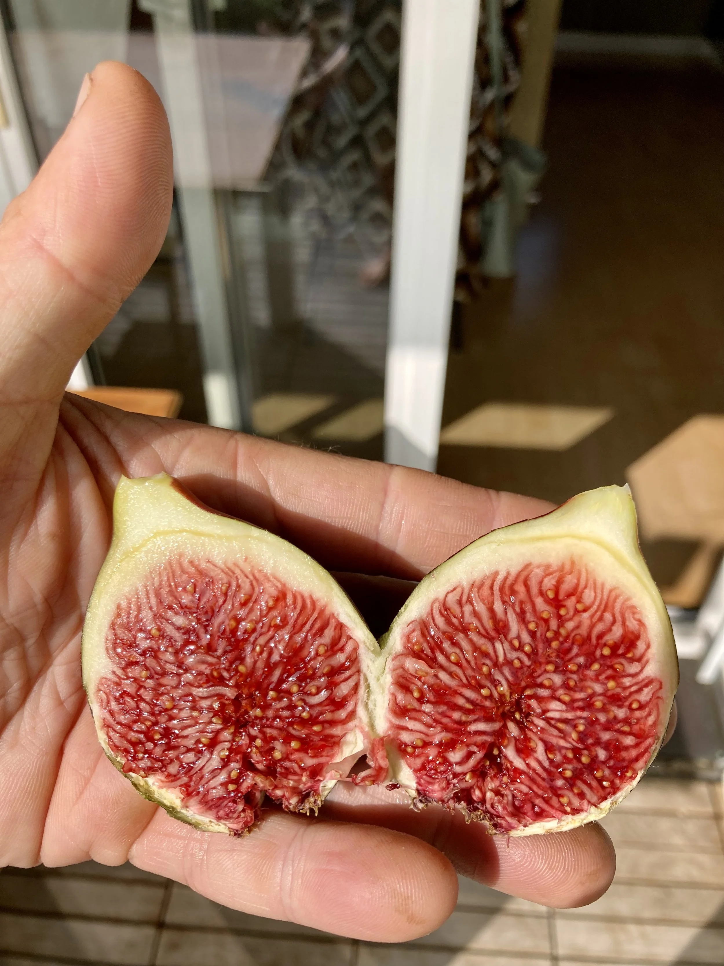 bestäubte Herbstfeige NOT-bordissot negra rimada