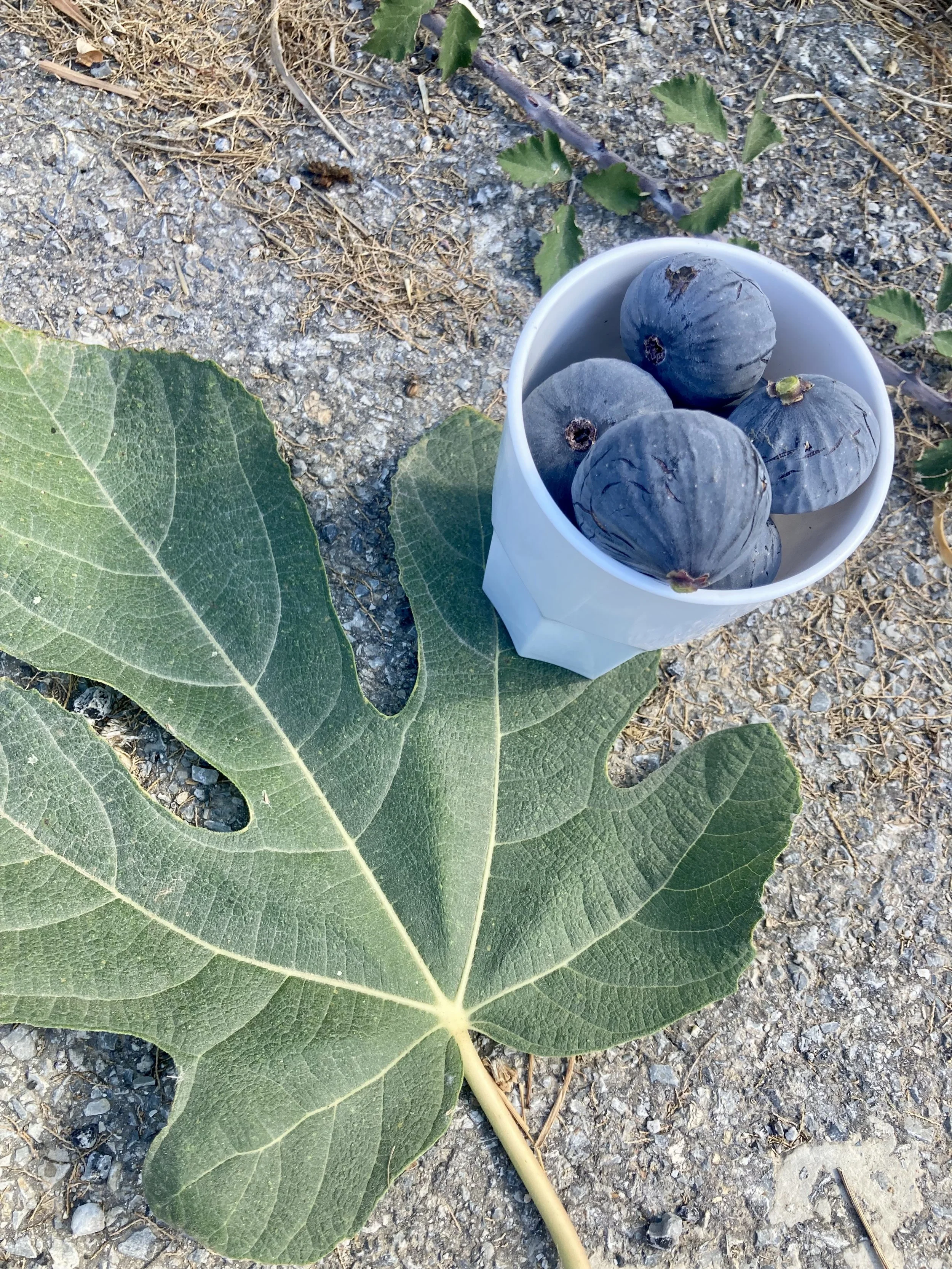 Herbstfeigen Kreta Fundfeige #5