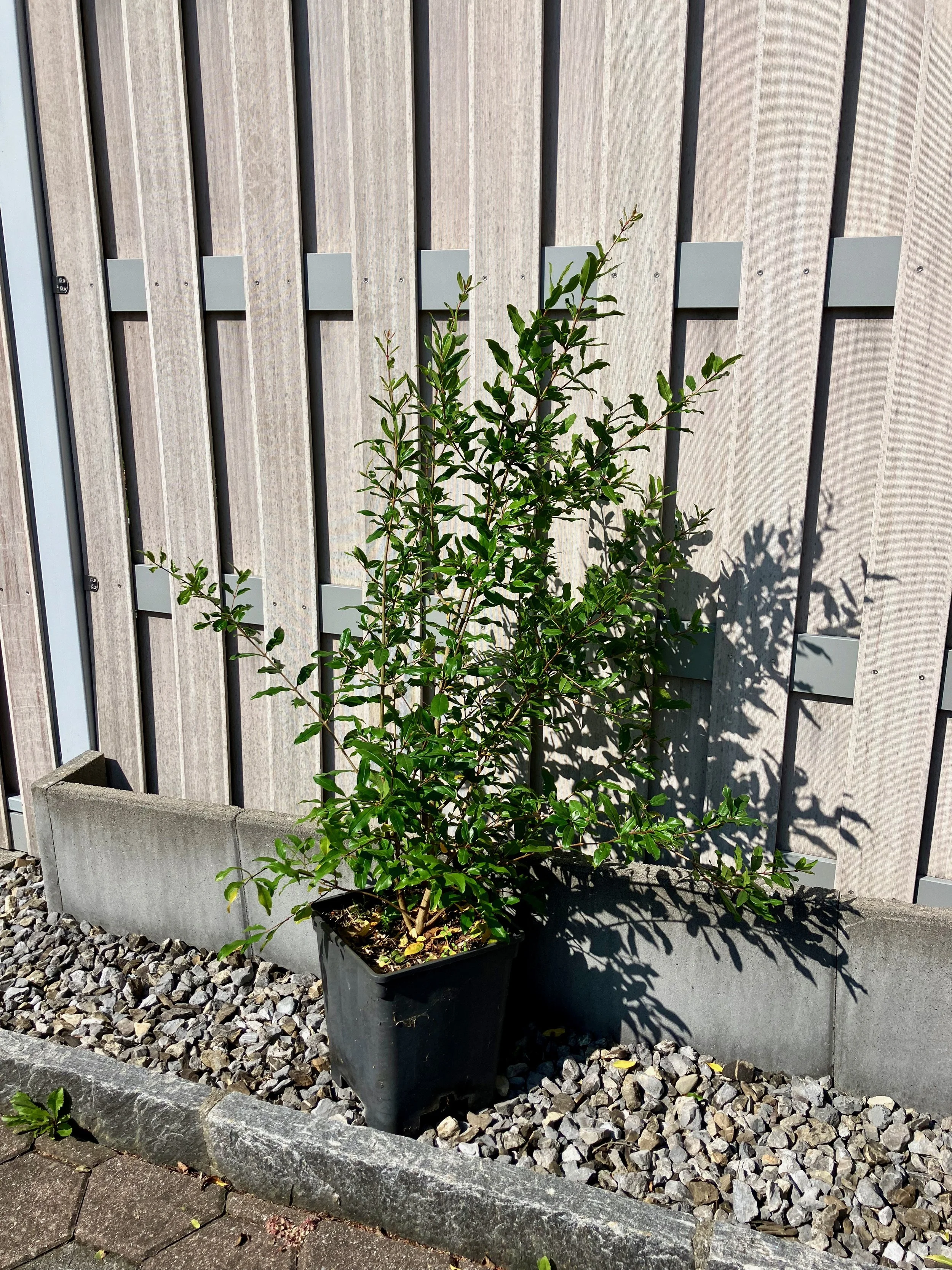 Granatapfelbaum "Var 1"