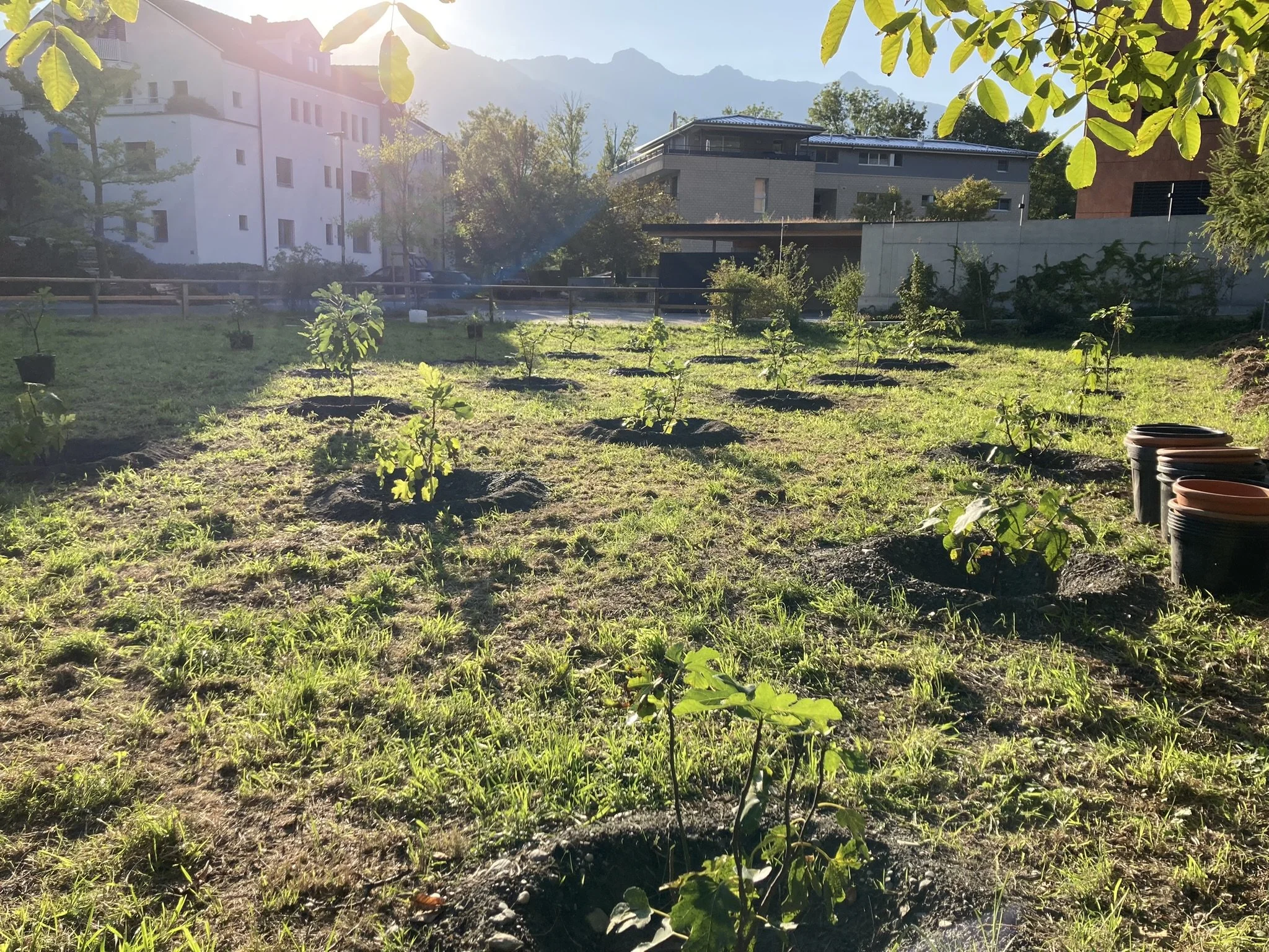 Feigentestfeld "Vaduz"