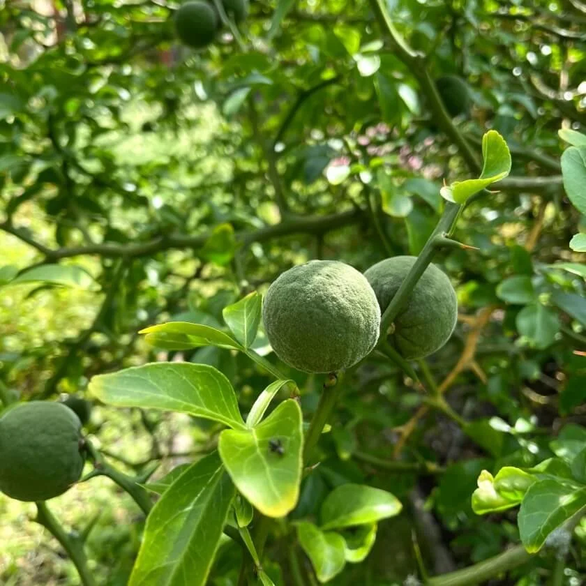 bitterorange-poncirus-trifoliata--5965-840sq.jpg
