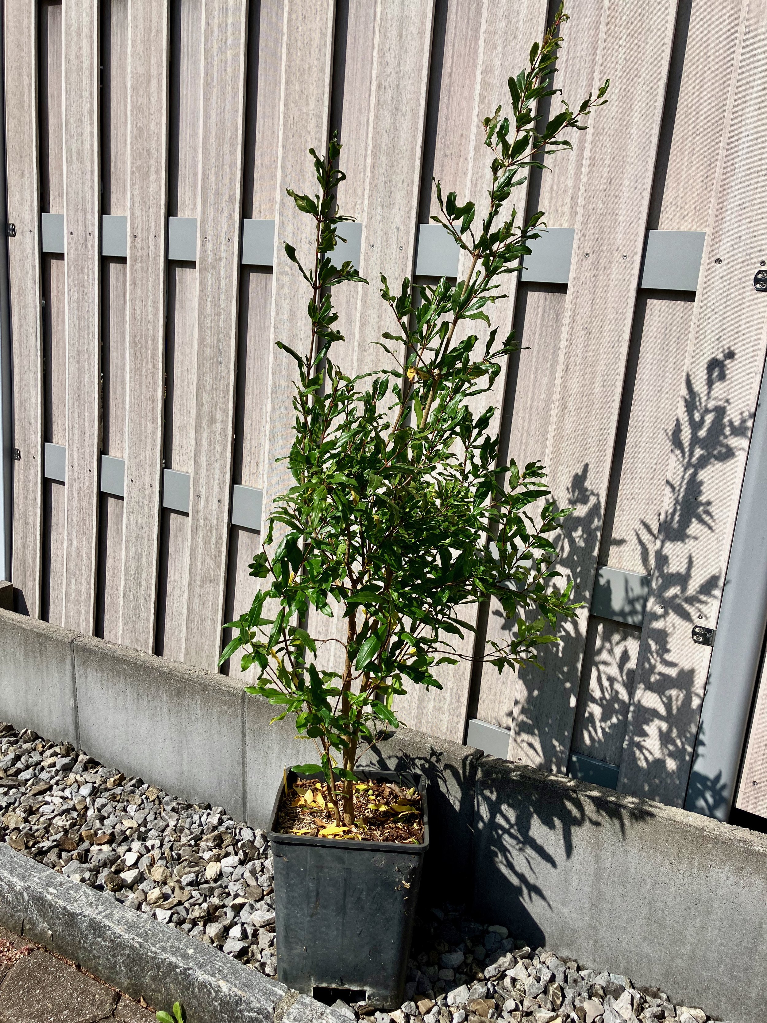 Granatapfelbaum "Surh Anor"