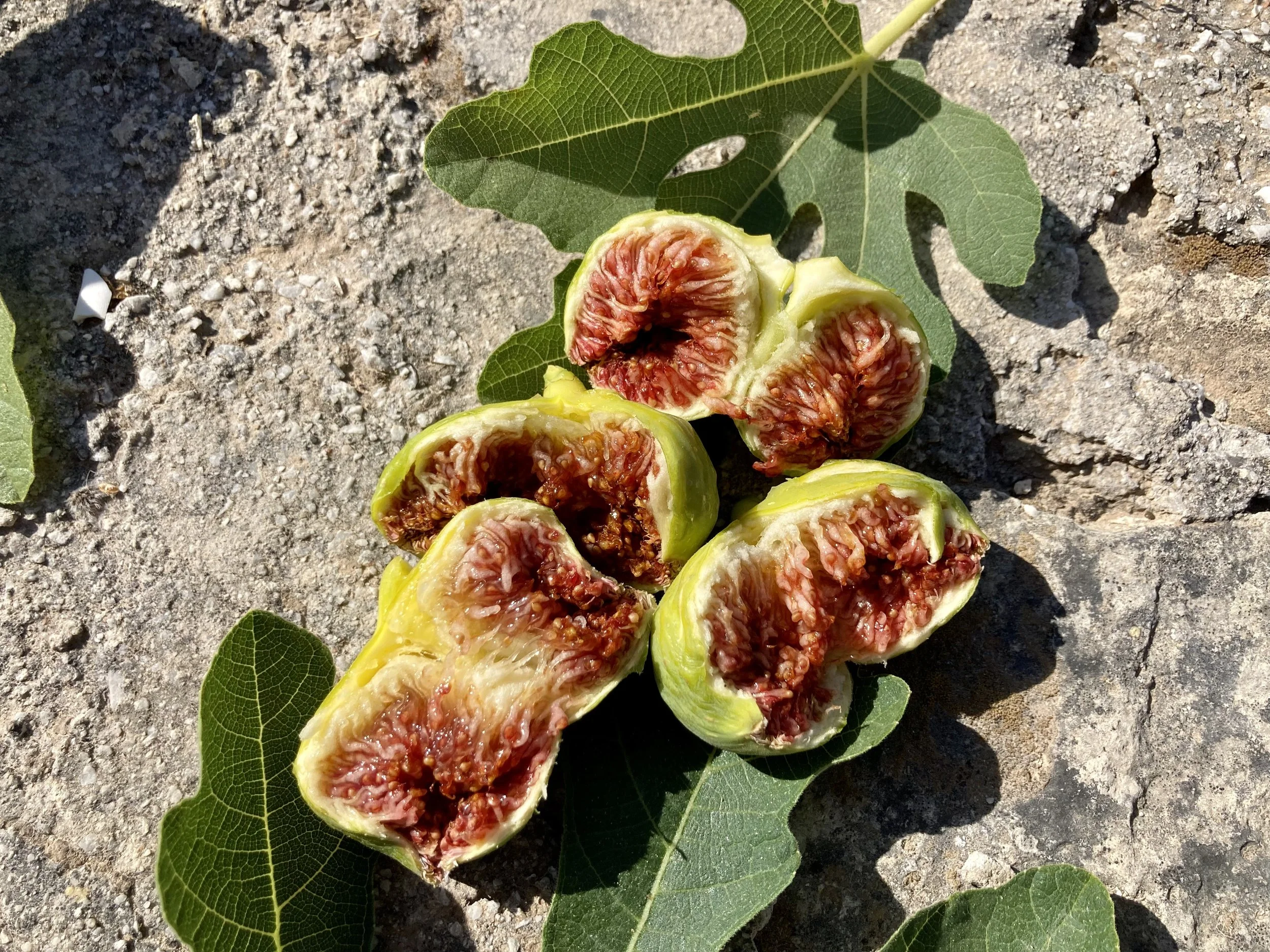 Herbstfeigen Kreta Fundfeige #2