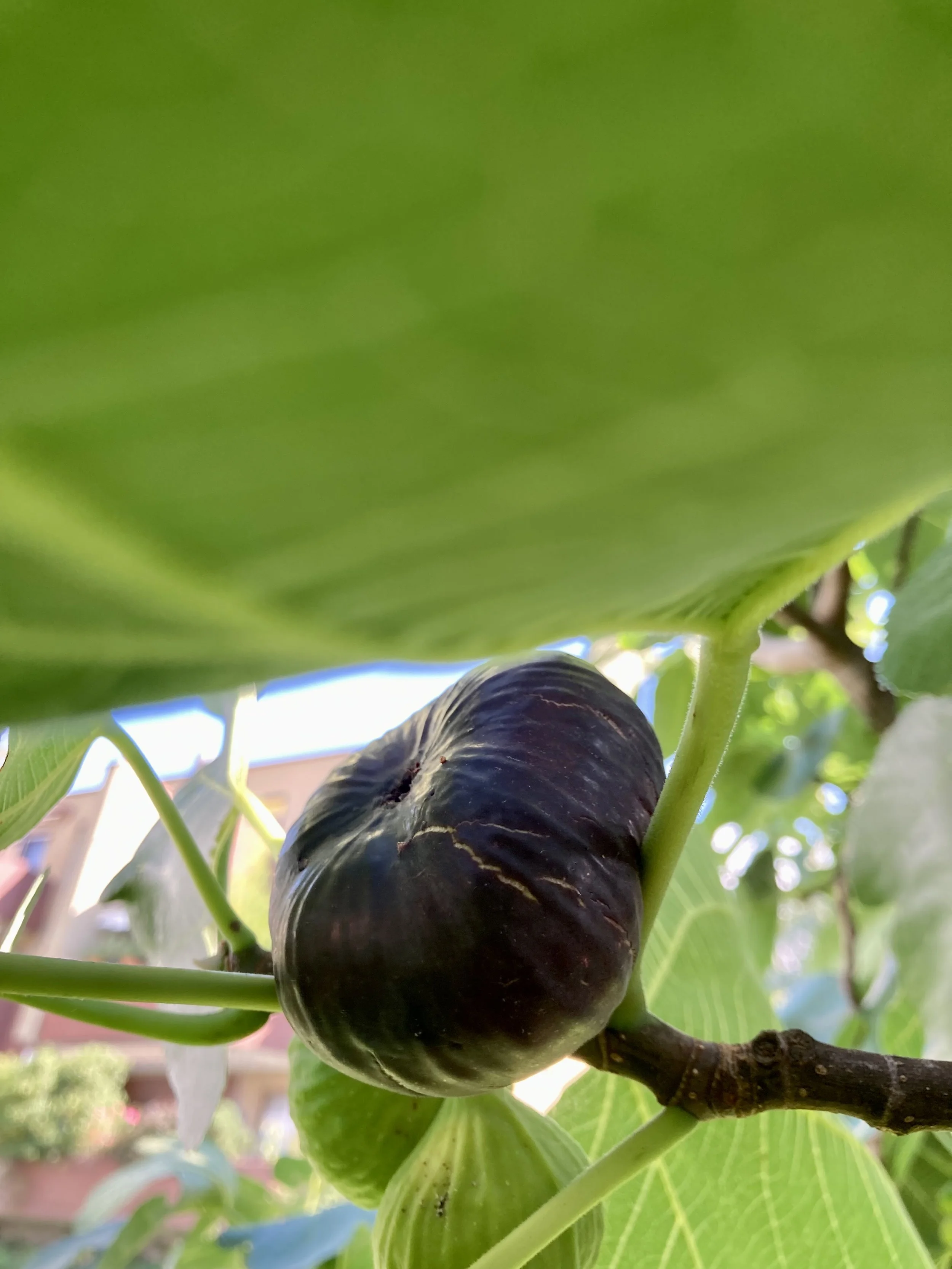 Herbstfeige Fundfeige Blaue flache