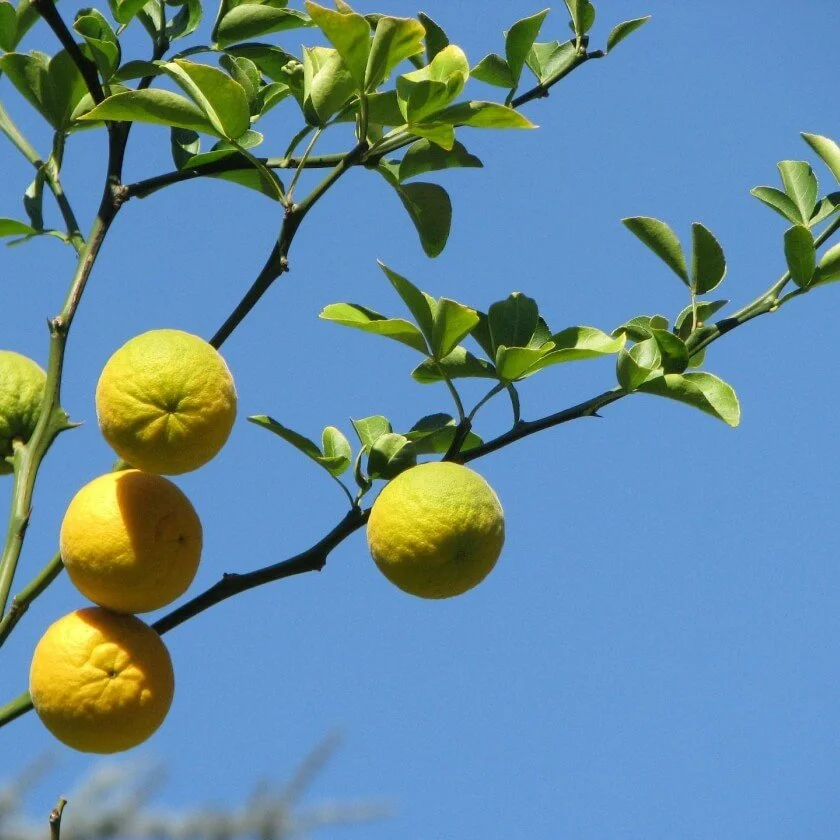 bitterorange-poncirus-trifoliata--3940-840sq.jpg
