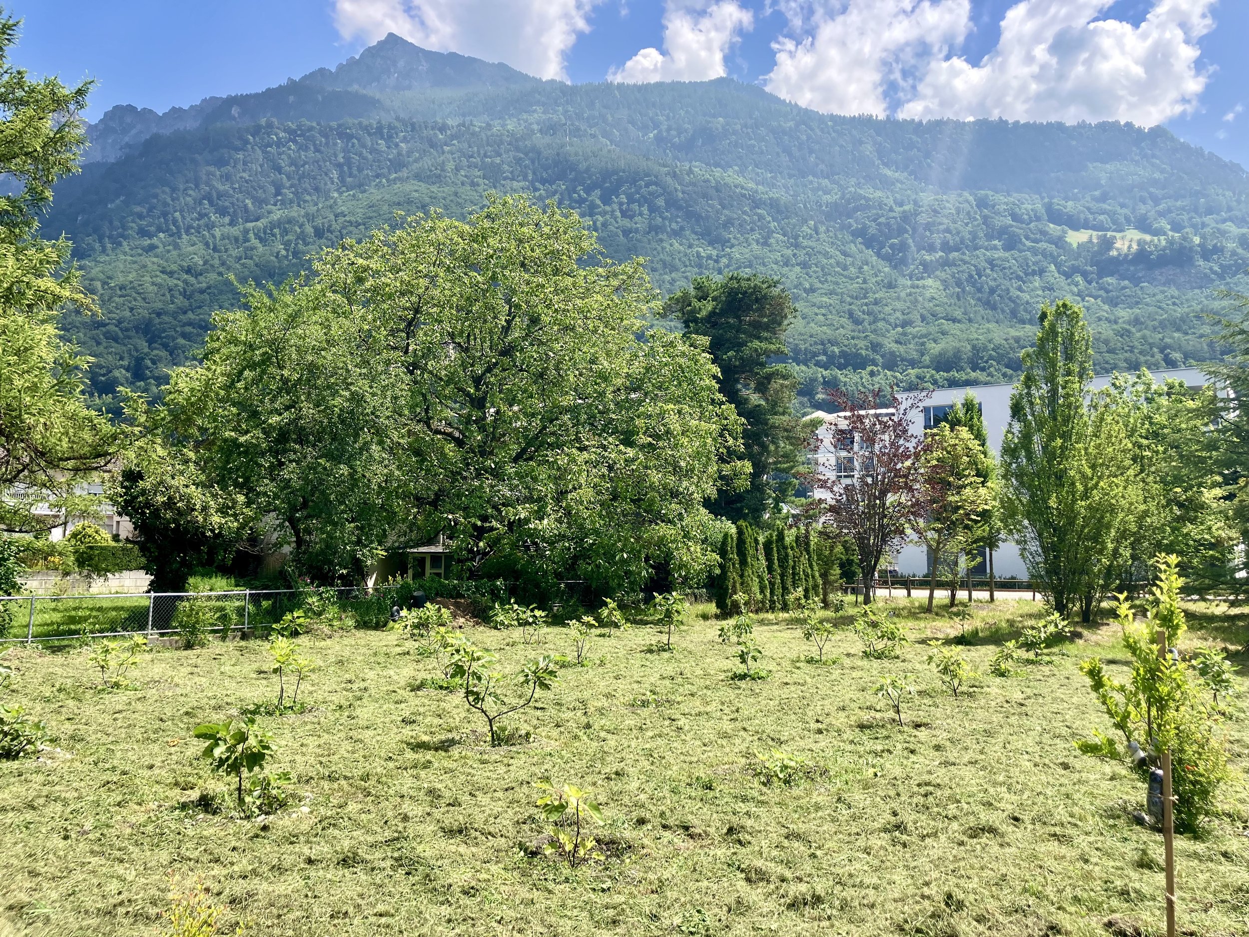 Feigentestfeld "Vaduz"