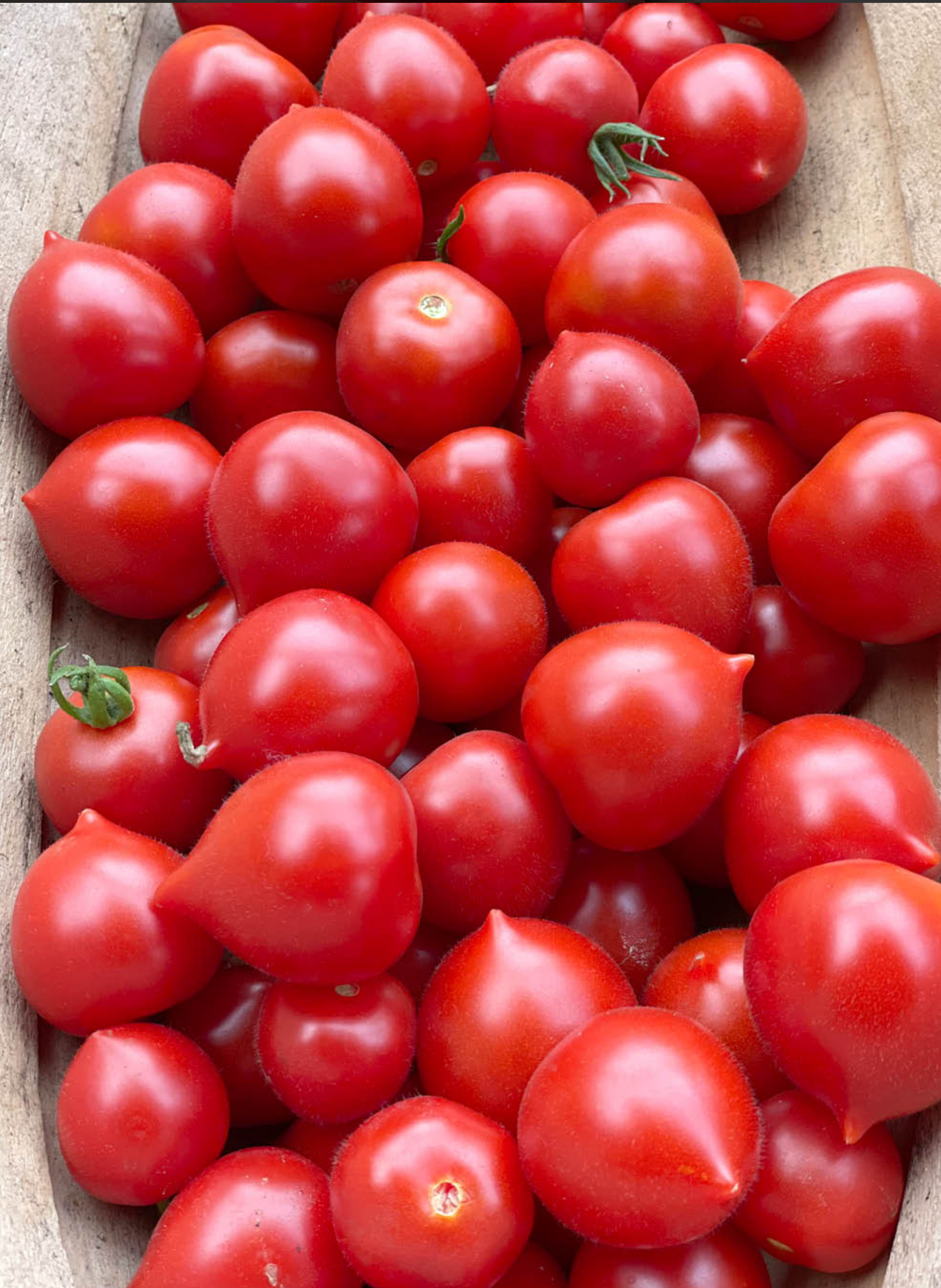 Screenshot 2025-05-04 at 19-18-29 Tomate 'Ruthje' kaufen Gartenzauber.png