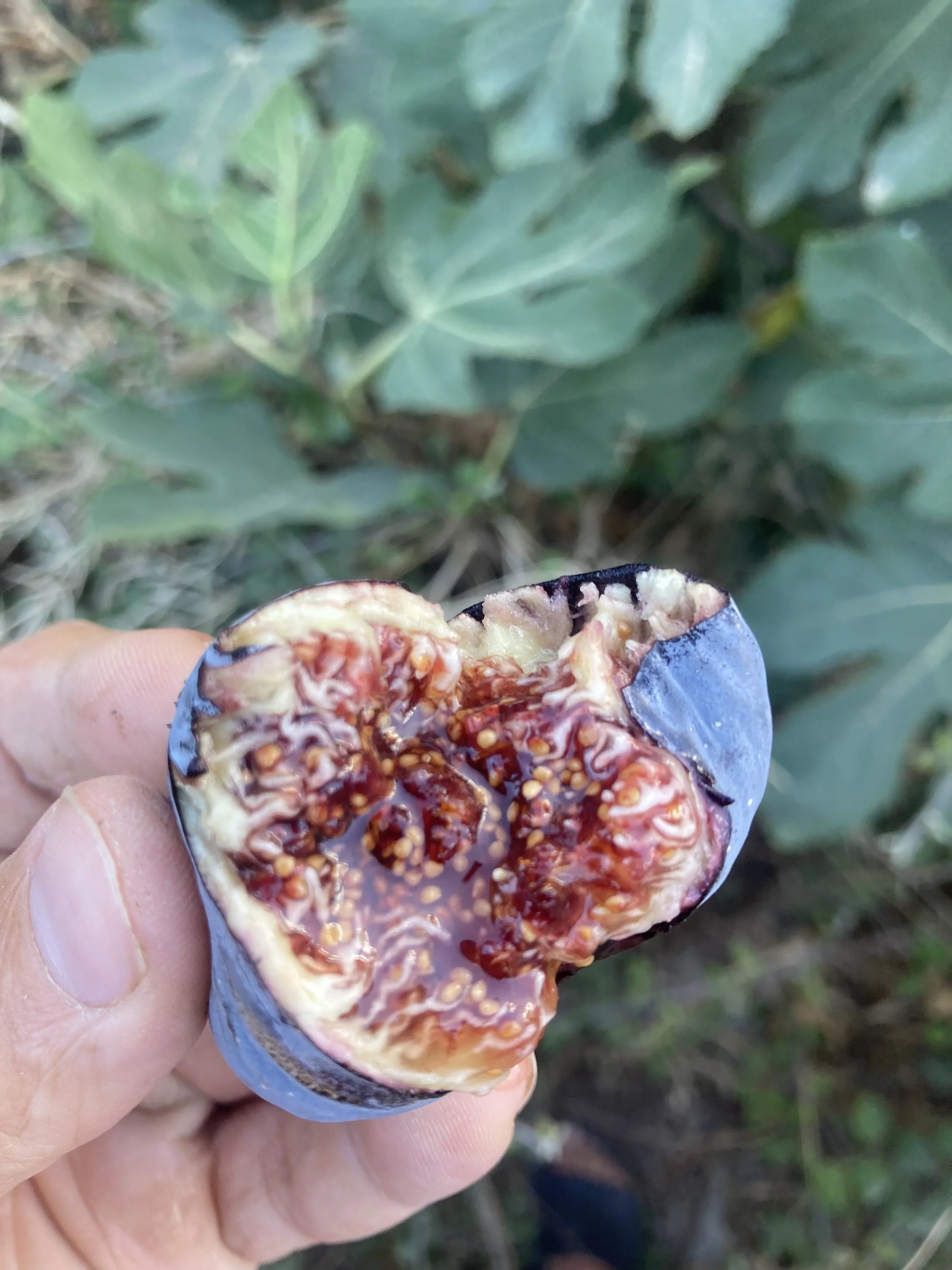 Herbstfeigen Kreta Fundfeige #5