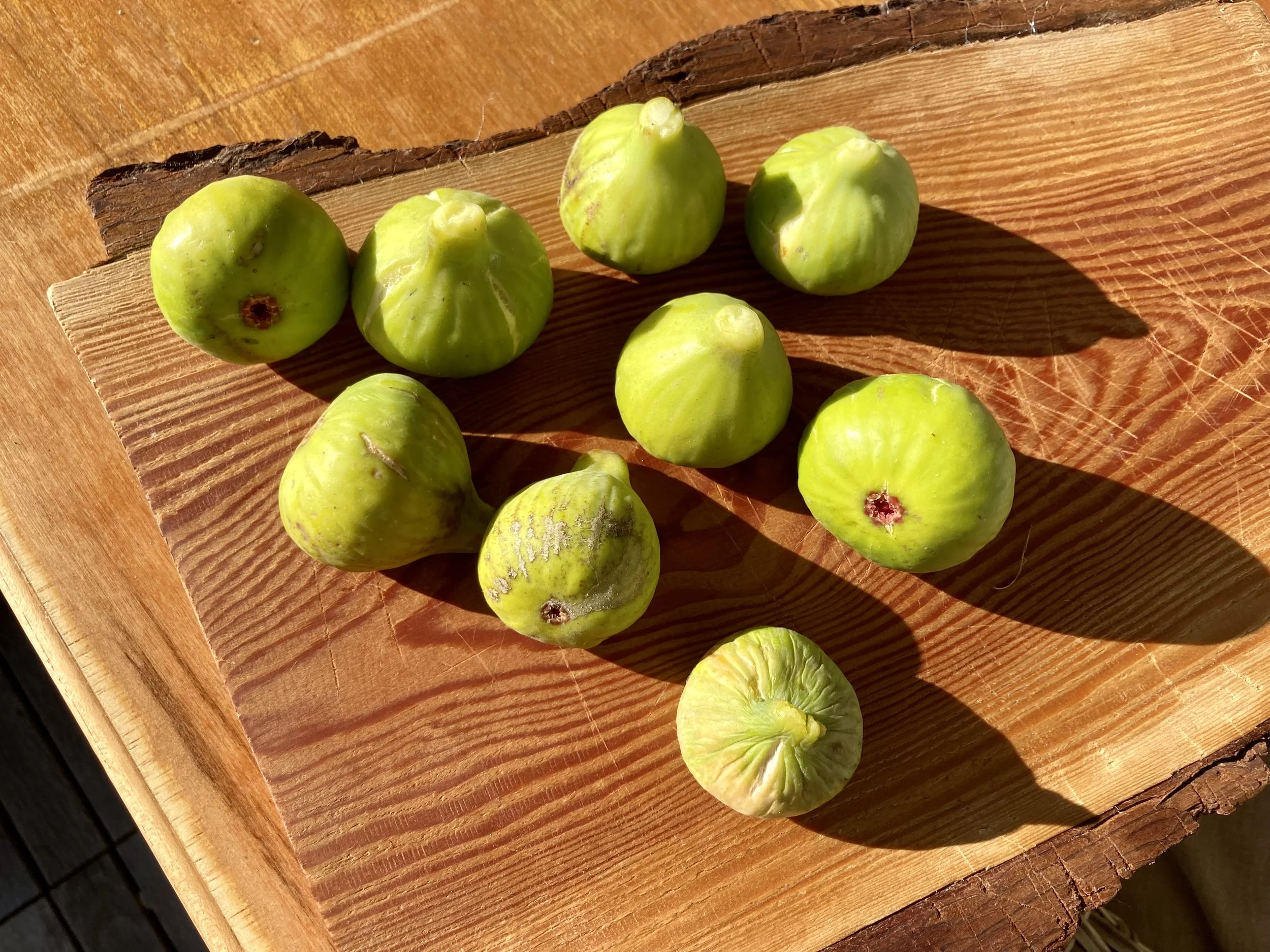 spätreifende gelbe Fundfeige