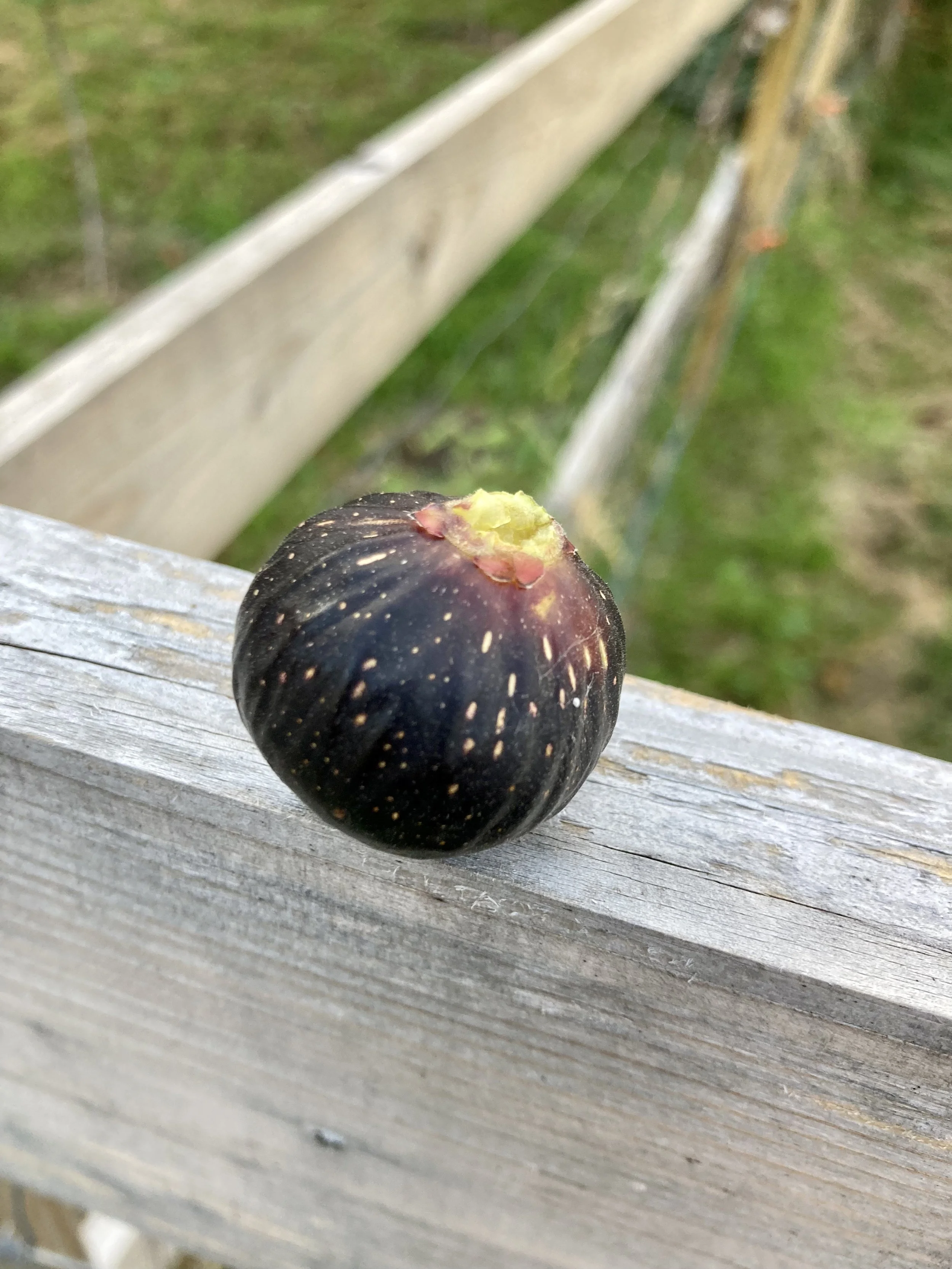 Herbstfeige Negrette de Porquerolles