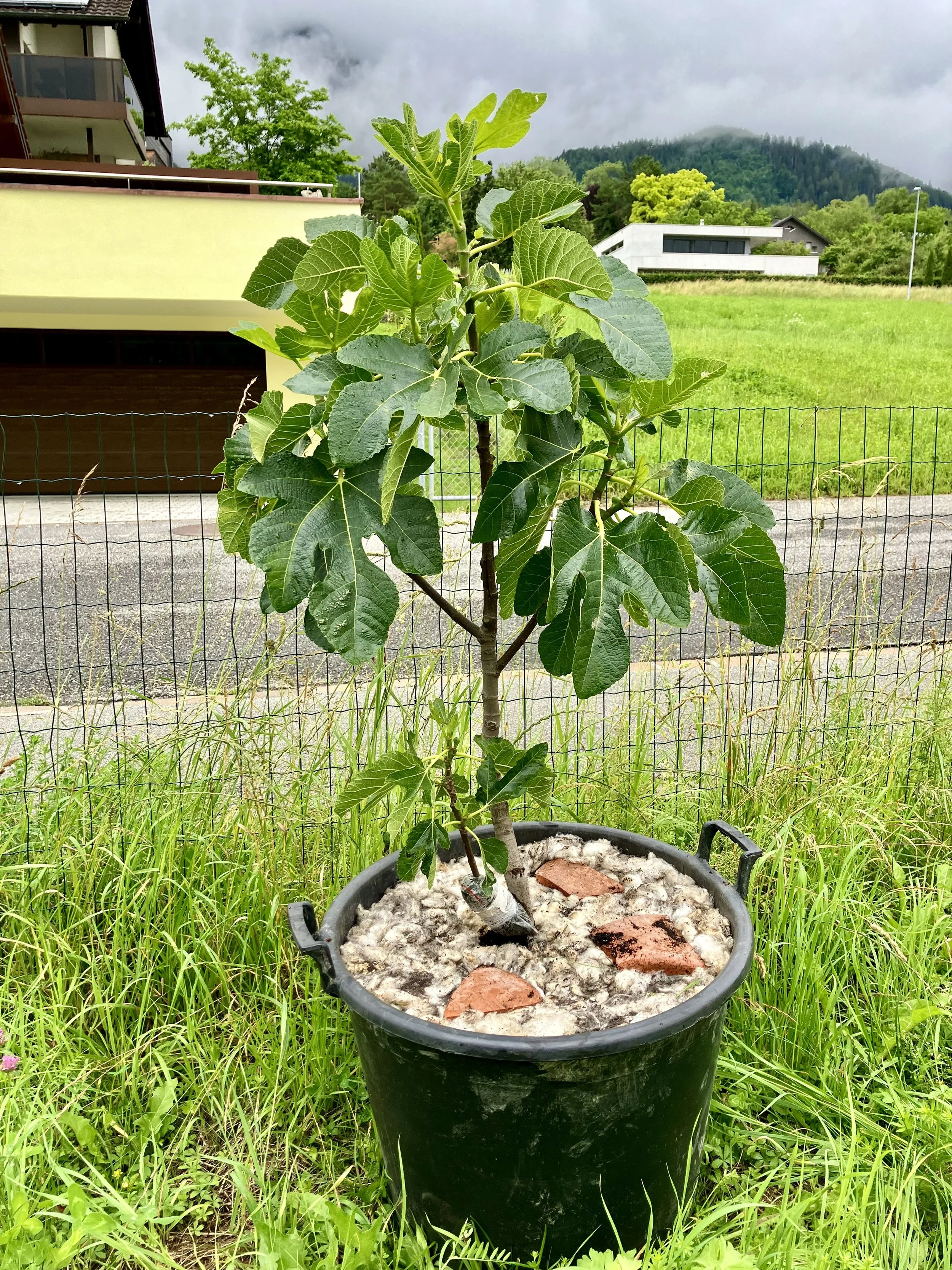 NOT-bordissot negra rimada im 70l-Topf