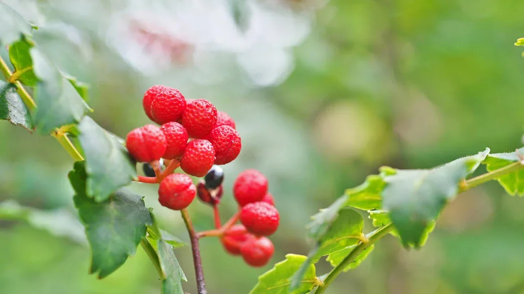 szechuanpfeffer-fruechte-1036813758-istock.webp