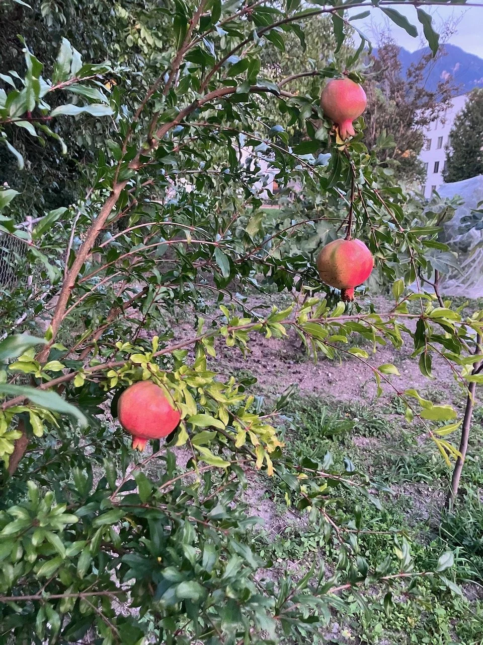 IMG_4896.jpeg
