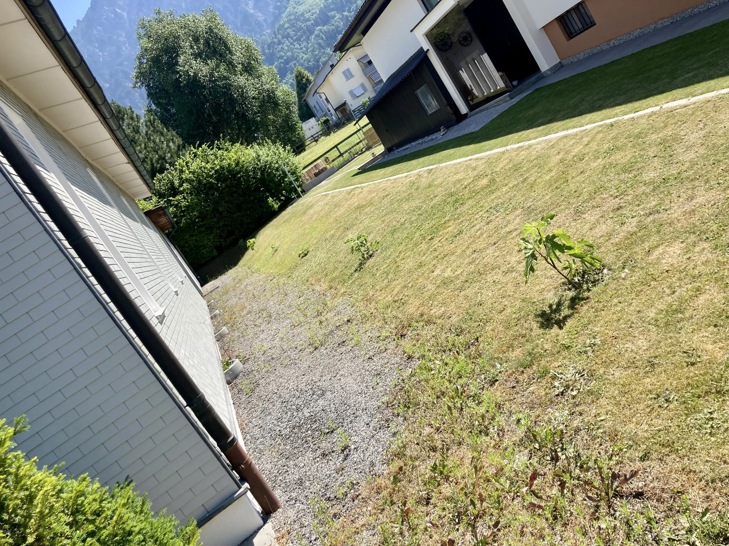 ausgepflanzte Feigen in Schaan