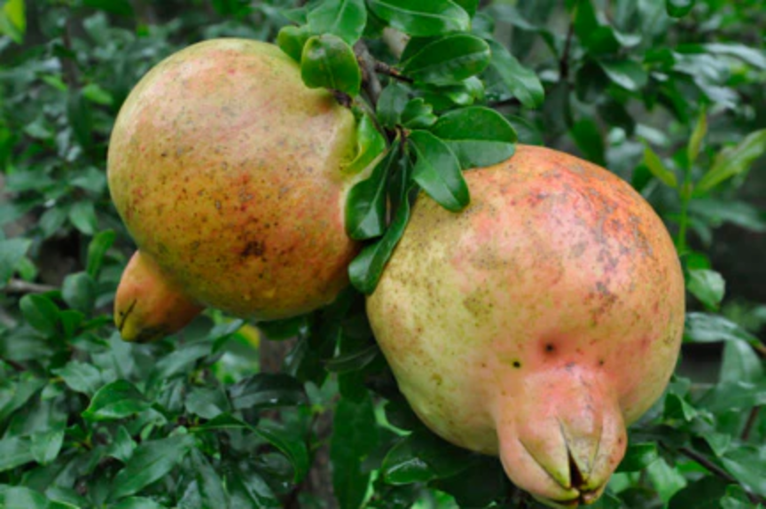 Screenshot 2025-05-07 at 17-32-19 Surh-anor Pomegranate — Edible Landscaping.png