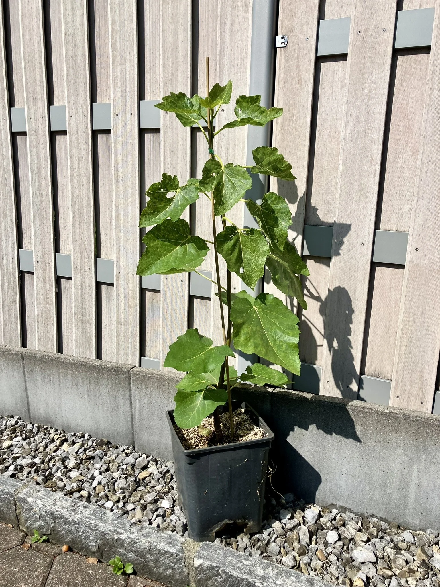 Feigenbaum "Col de dame grise"